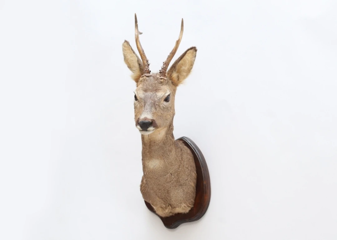 Jakttrofé rådjur taxidermi