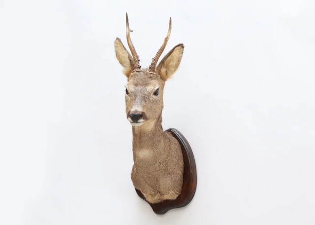 Jakttrofé rådjur taxidermi