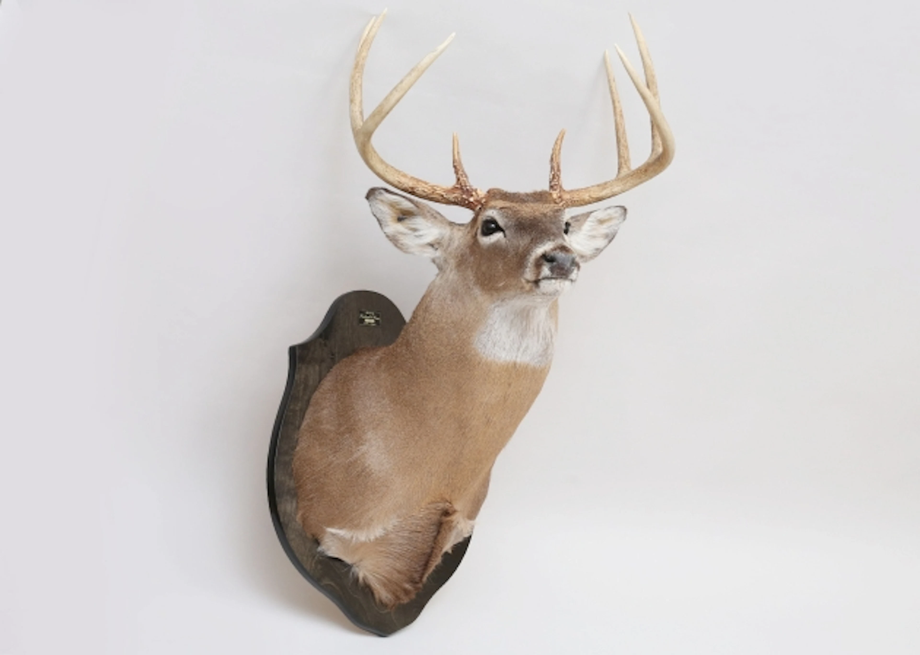 Nordamerikansk vitsvanshjort taxidermi