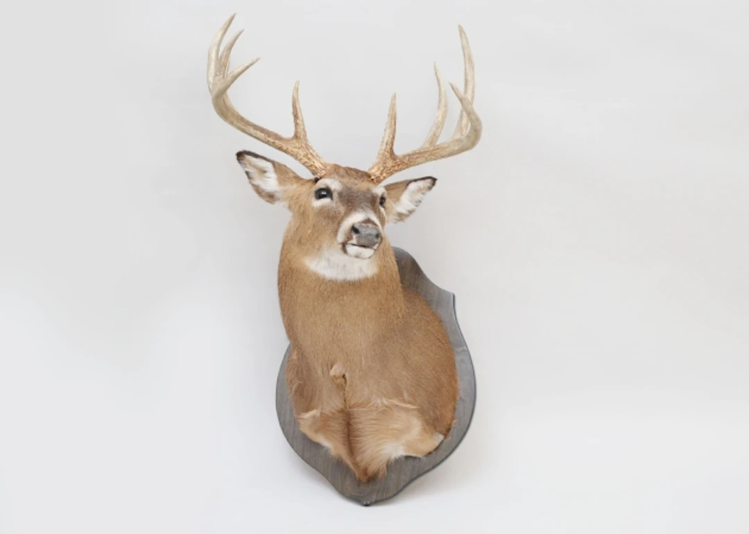 Nordamerikansk vitsvanshjort taxidermi
