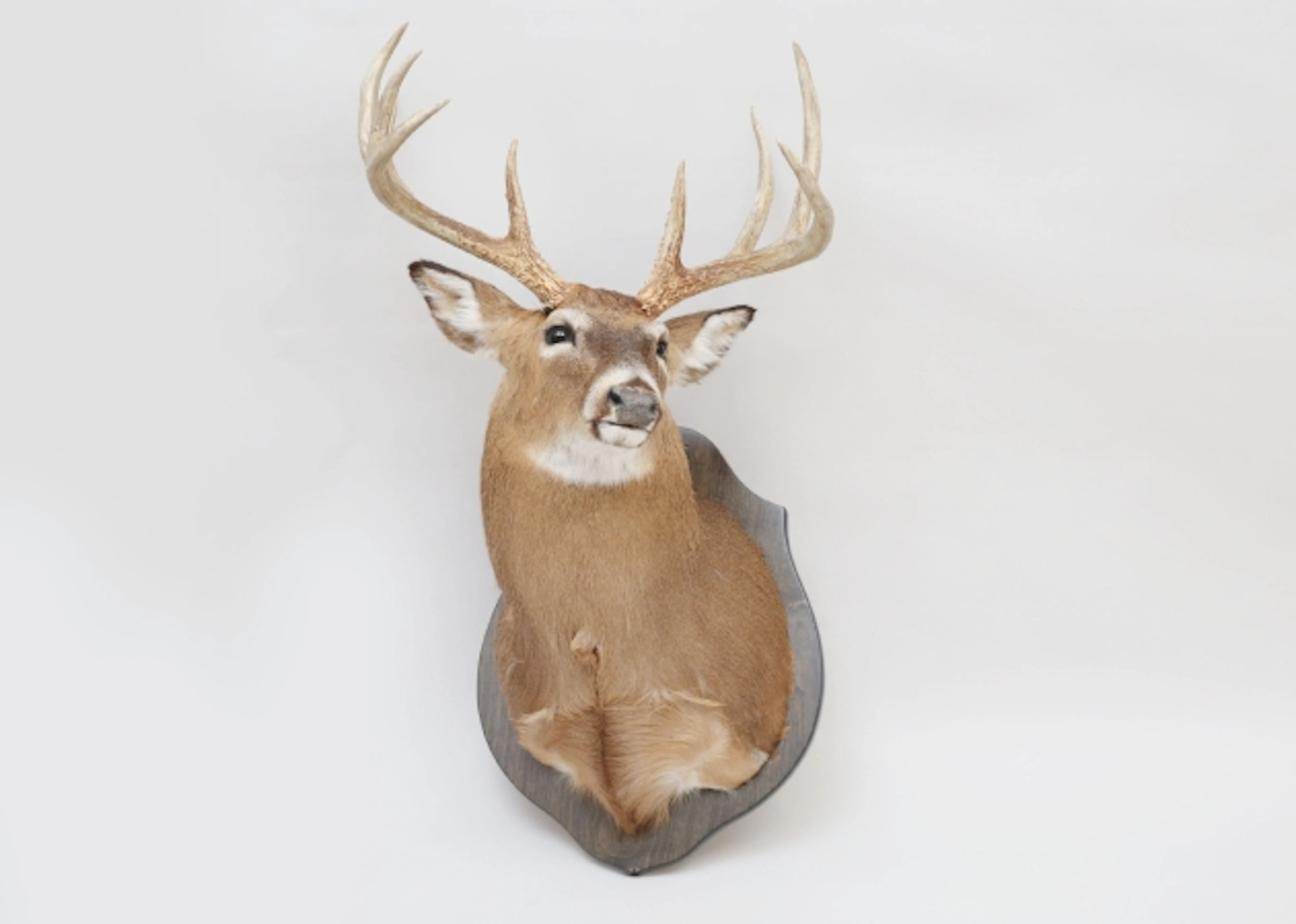 Nordamerikansk vitsvanshjort taxidermi