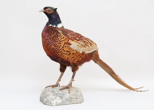 Fasantupp taxidermi