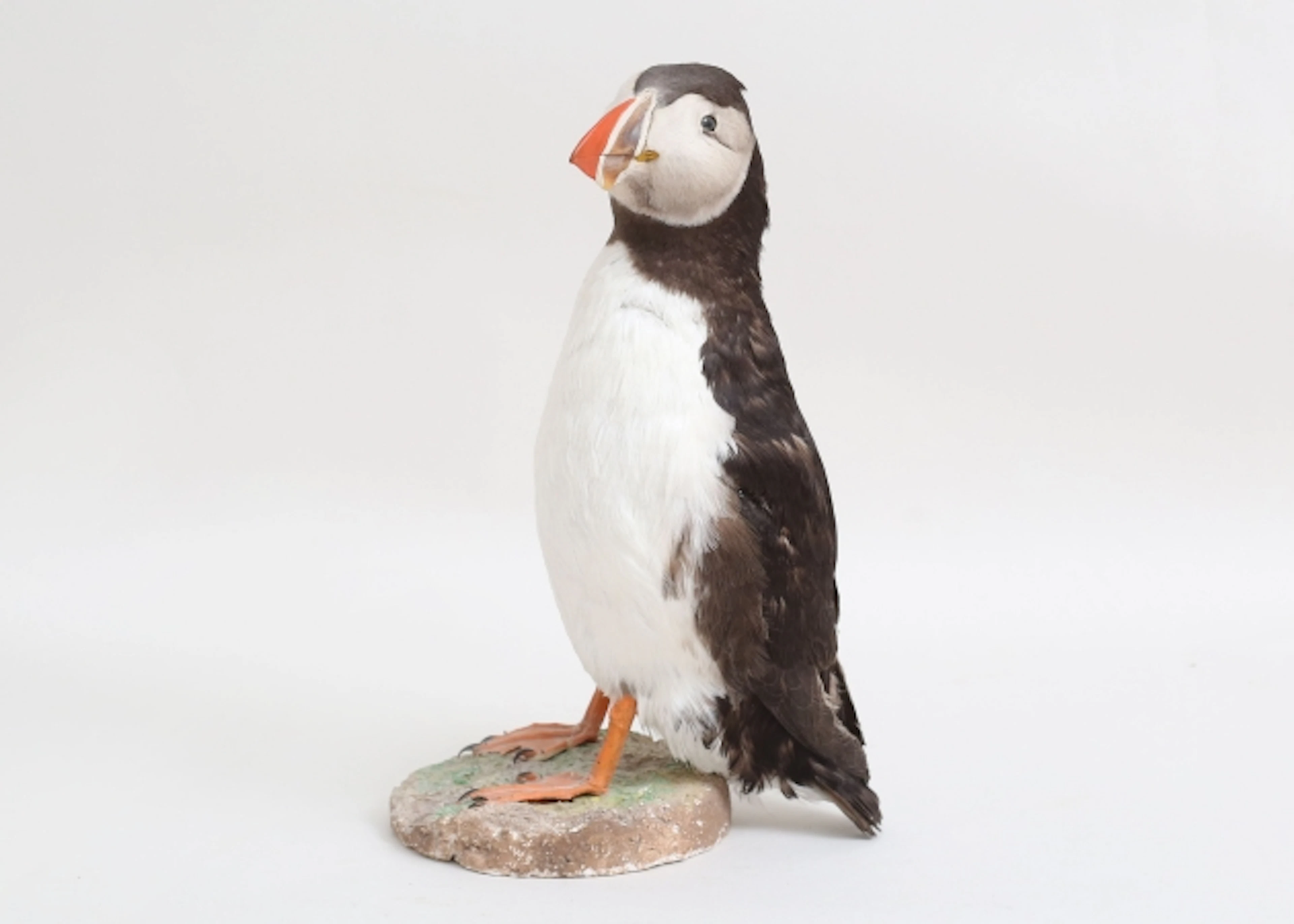 Taxidermi Lunnefågel