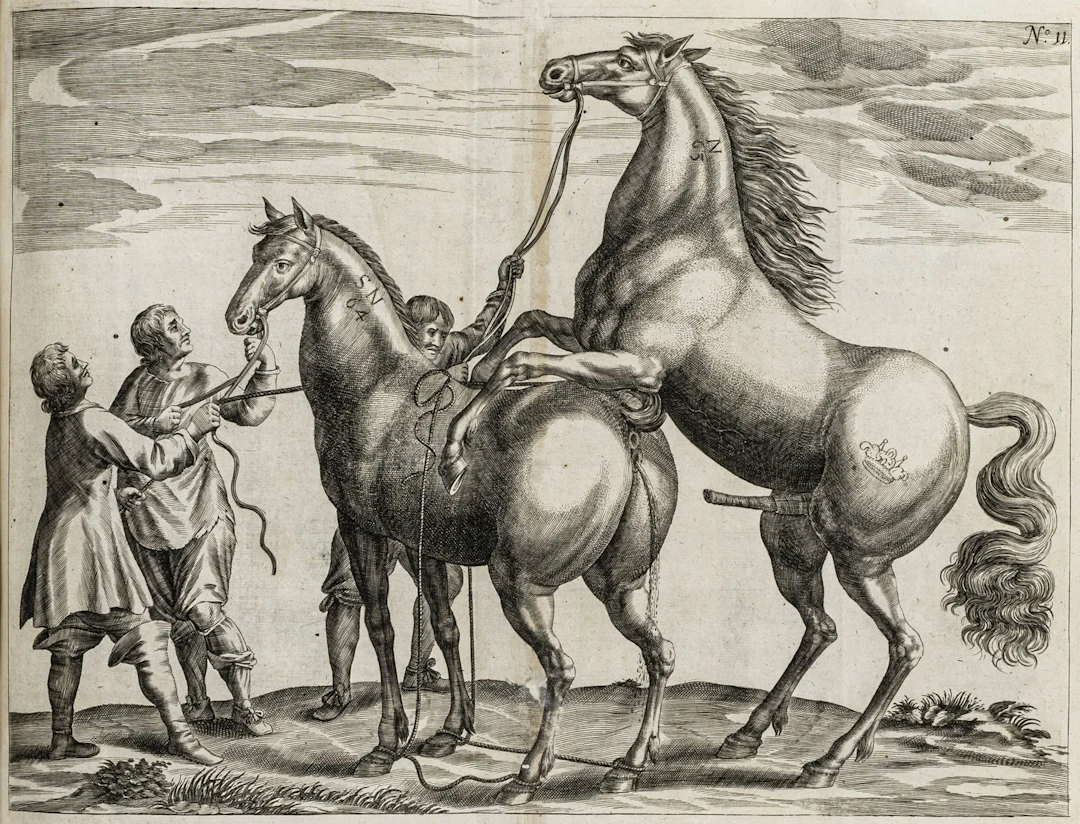 Pferde