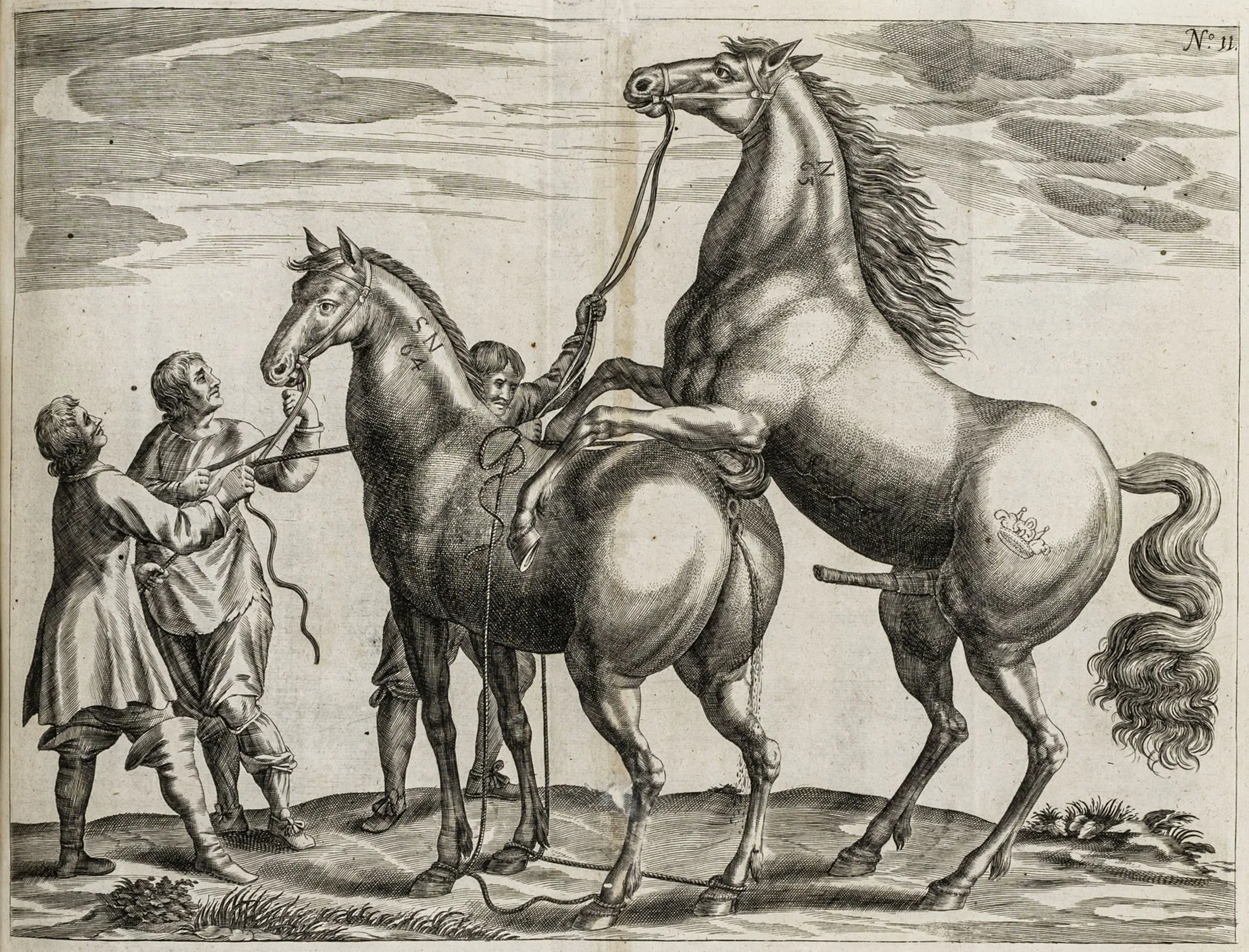 Pferde
