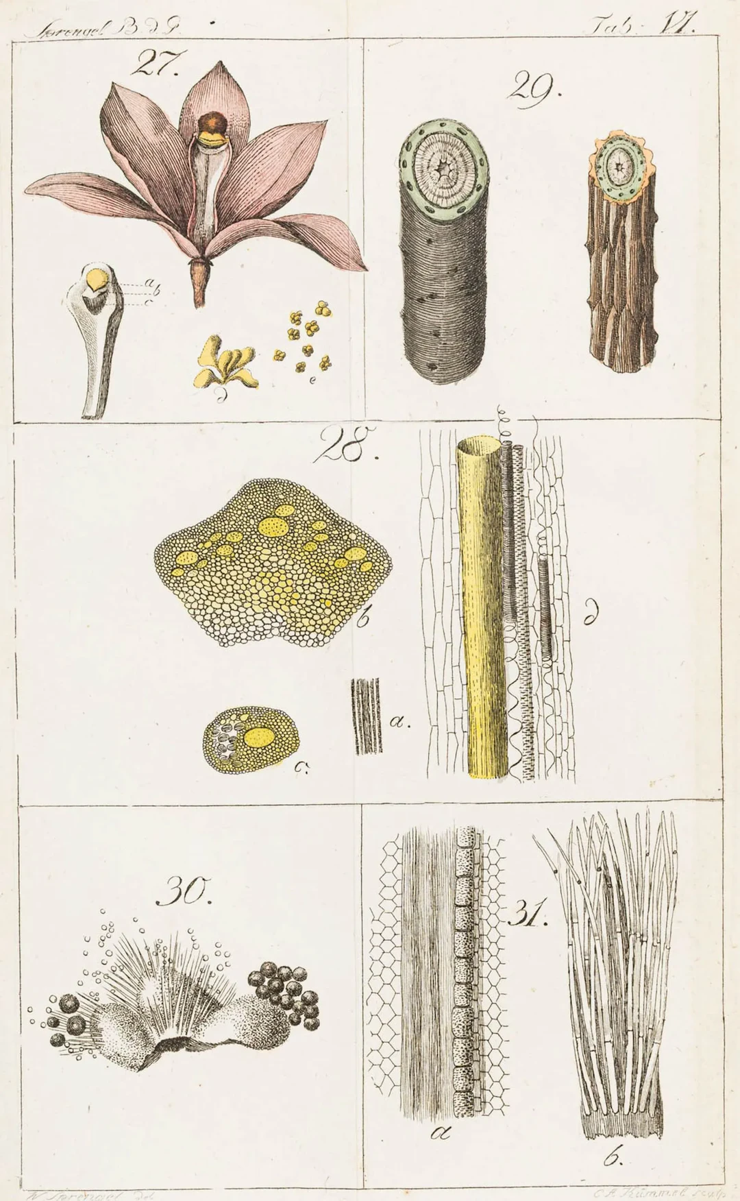 Biologie - Botanik