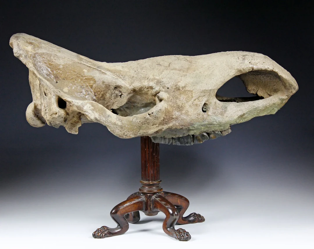 Minerals & Fossils