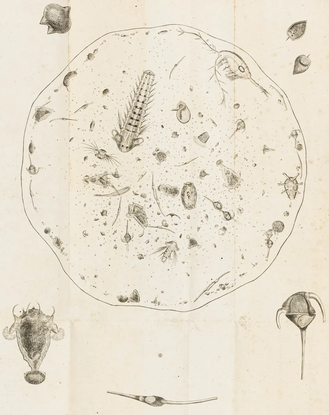 Biologie - Zoologie
