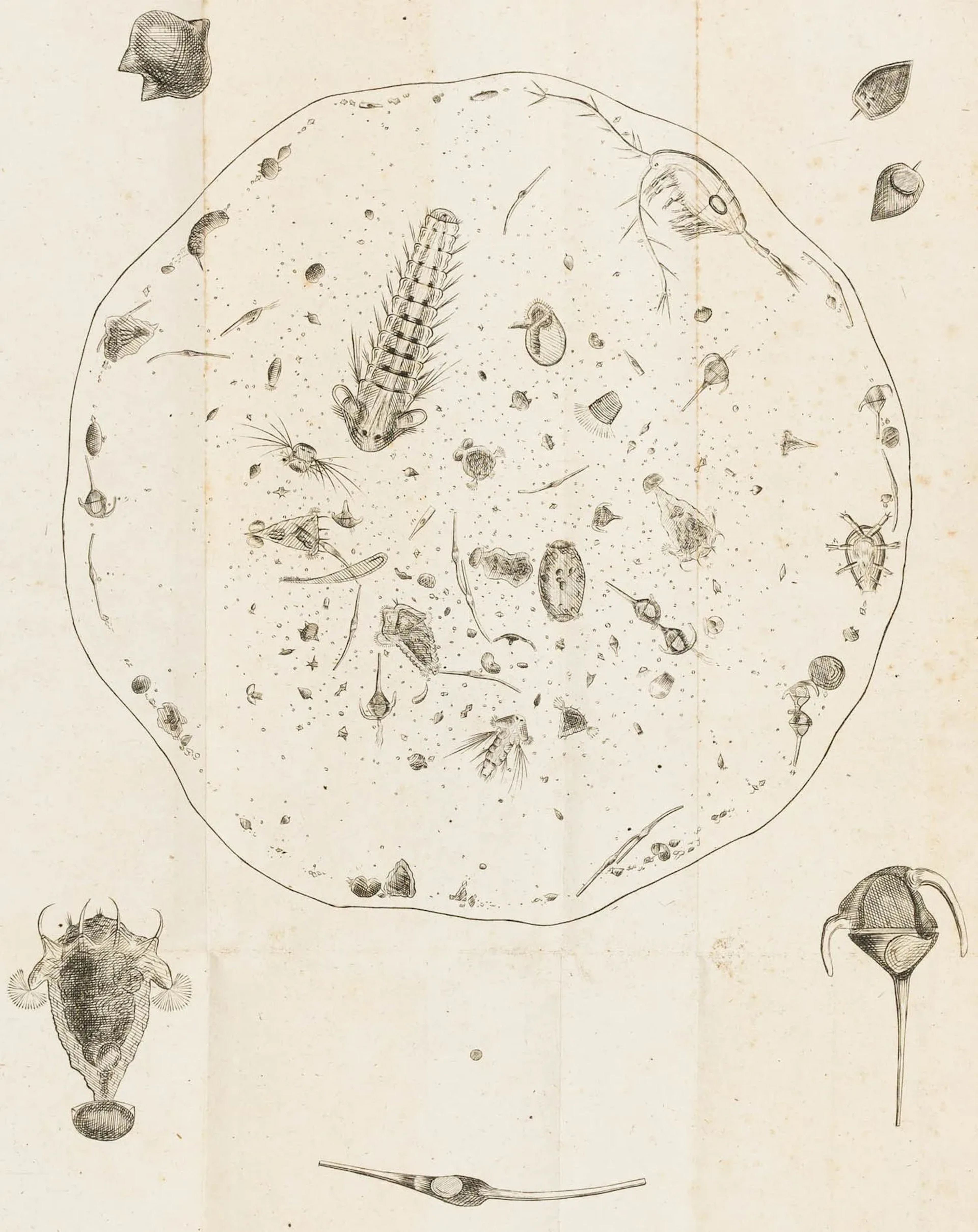 Biologie - Zoologie
