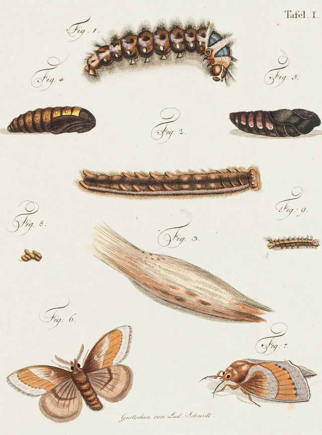 Biologie - Zoologie