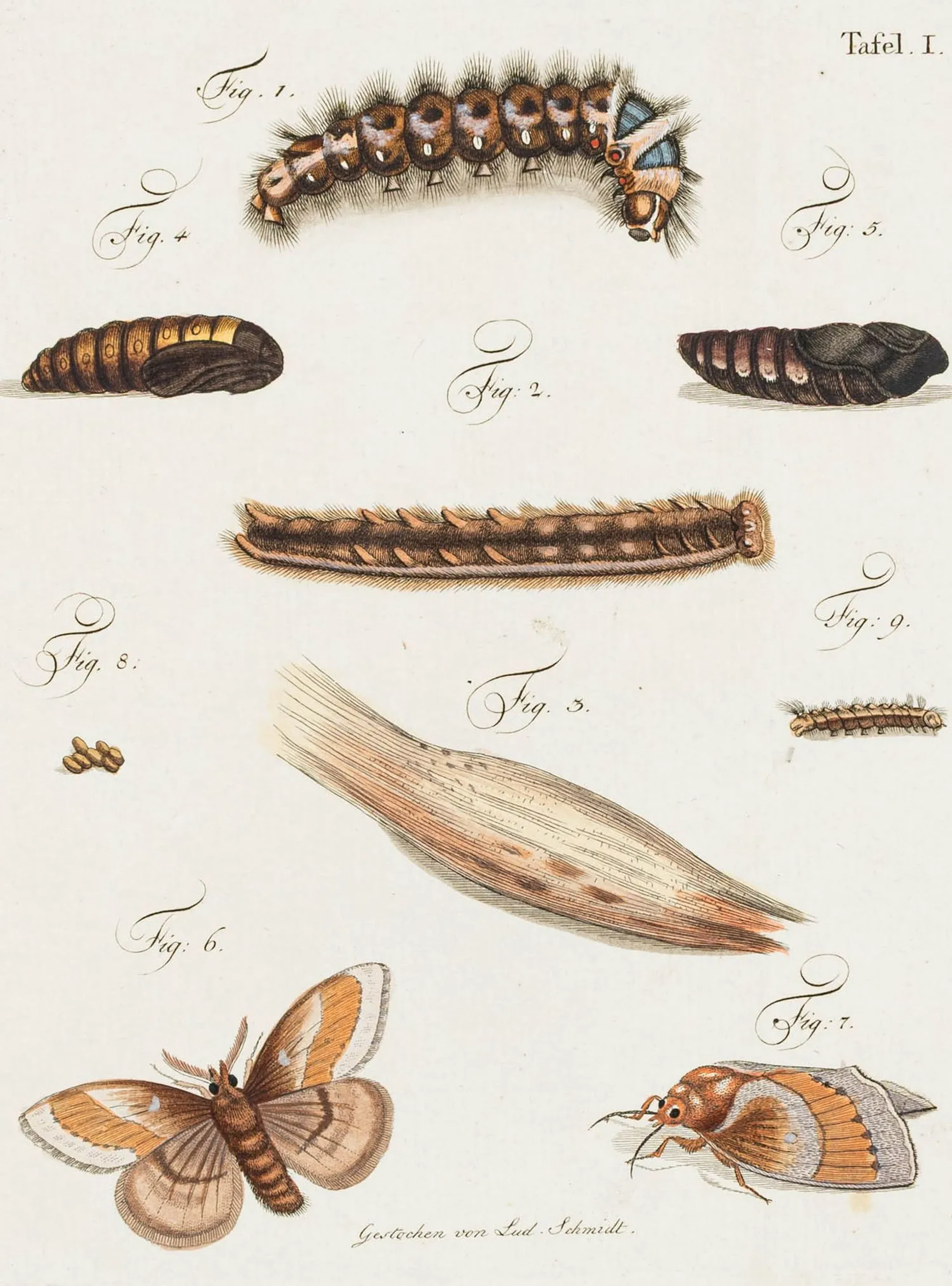 Biologie - Zoologie
