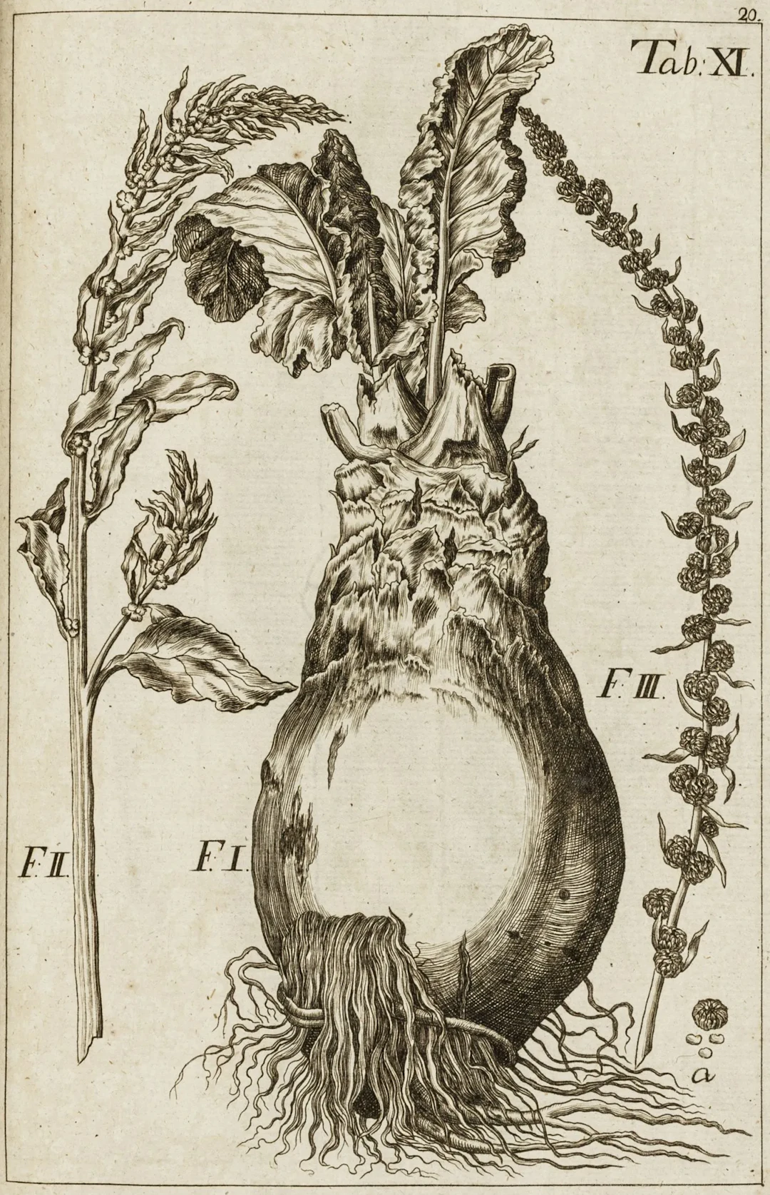 Biologie - Botanik