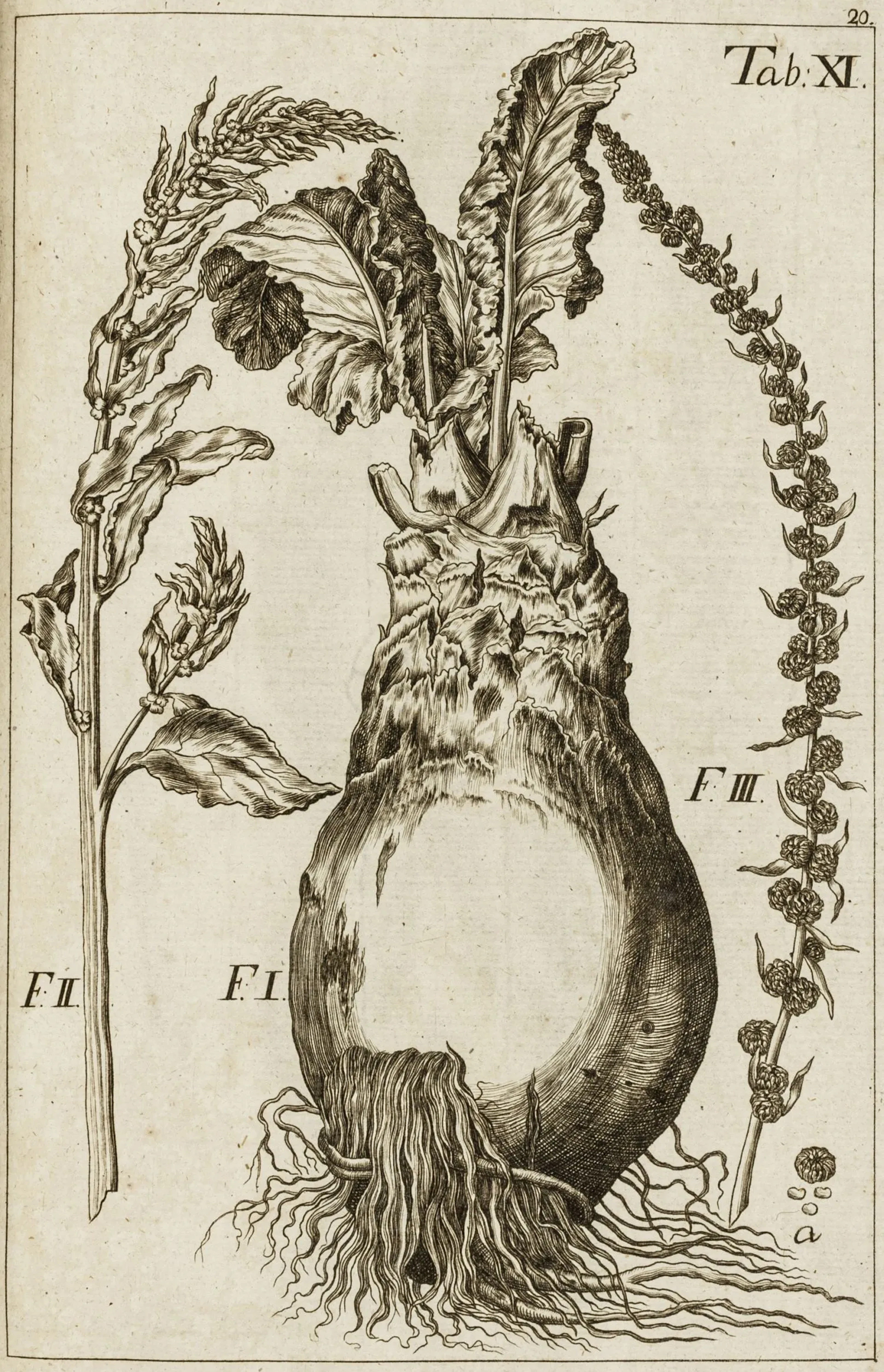 Biologie - Botanik
