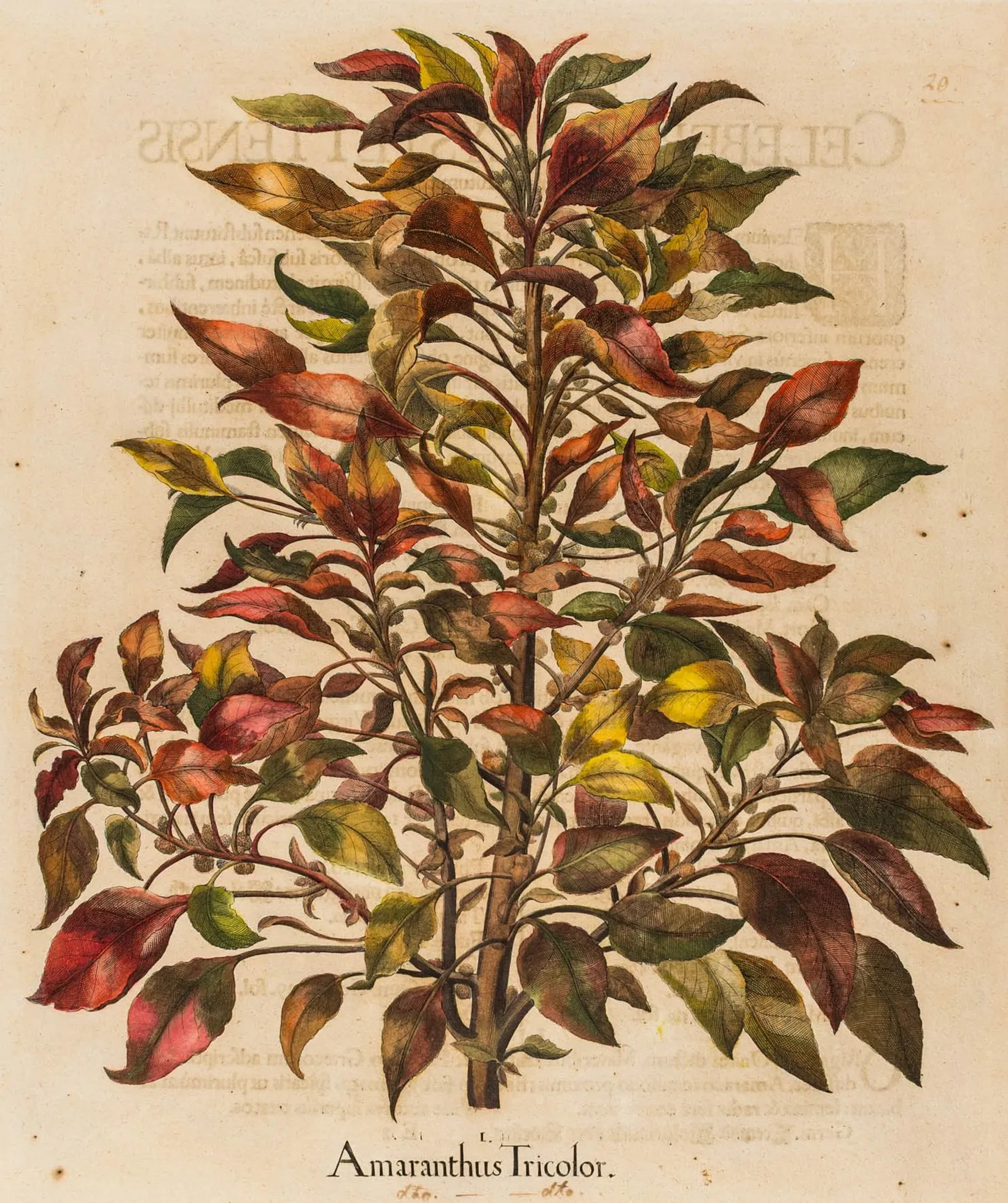 Besler, Basilius