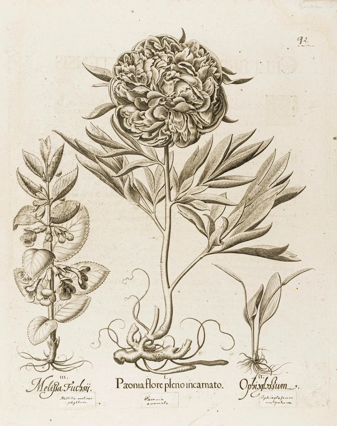 Besler, Basilius