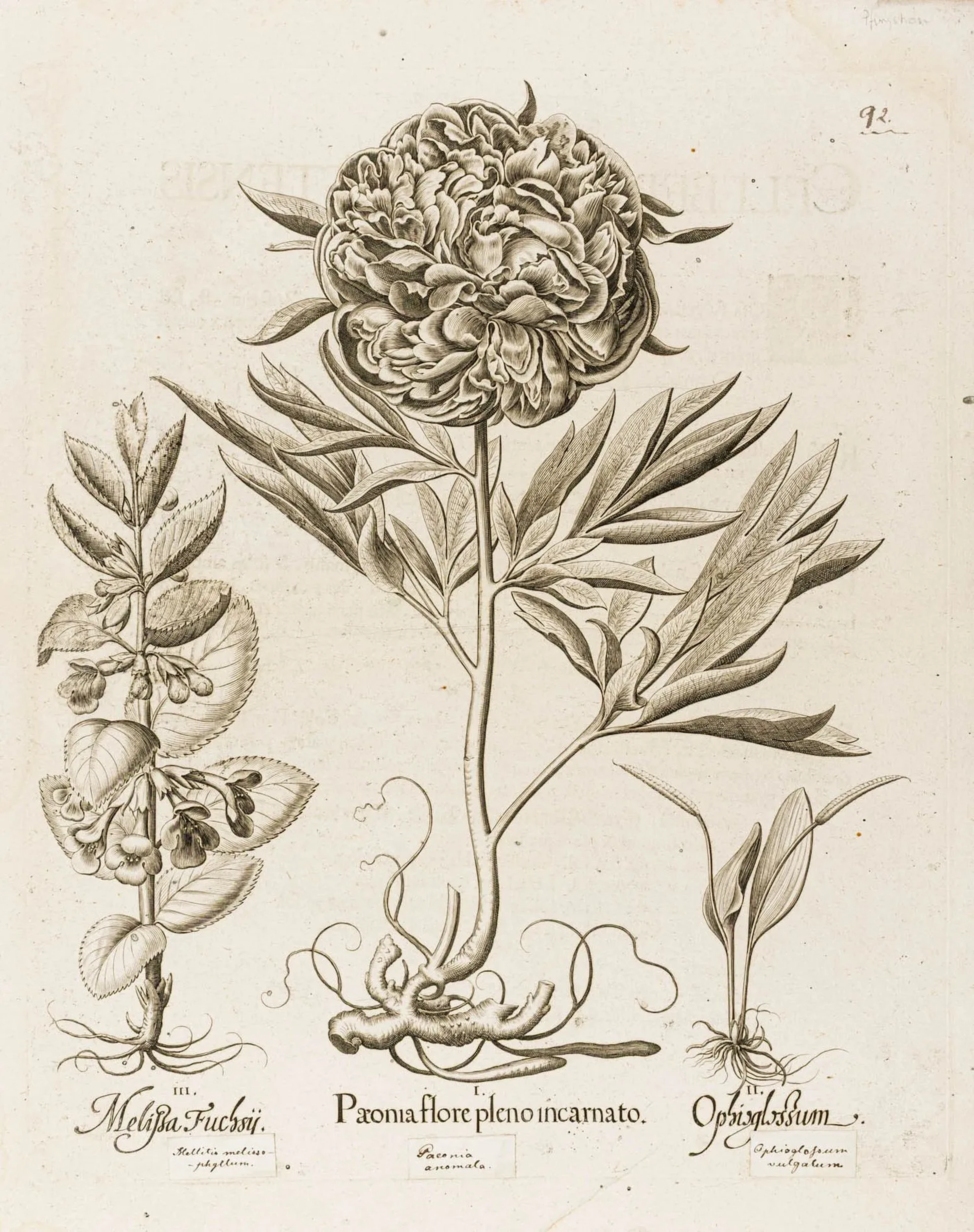 Besler, Basilius