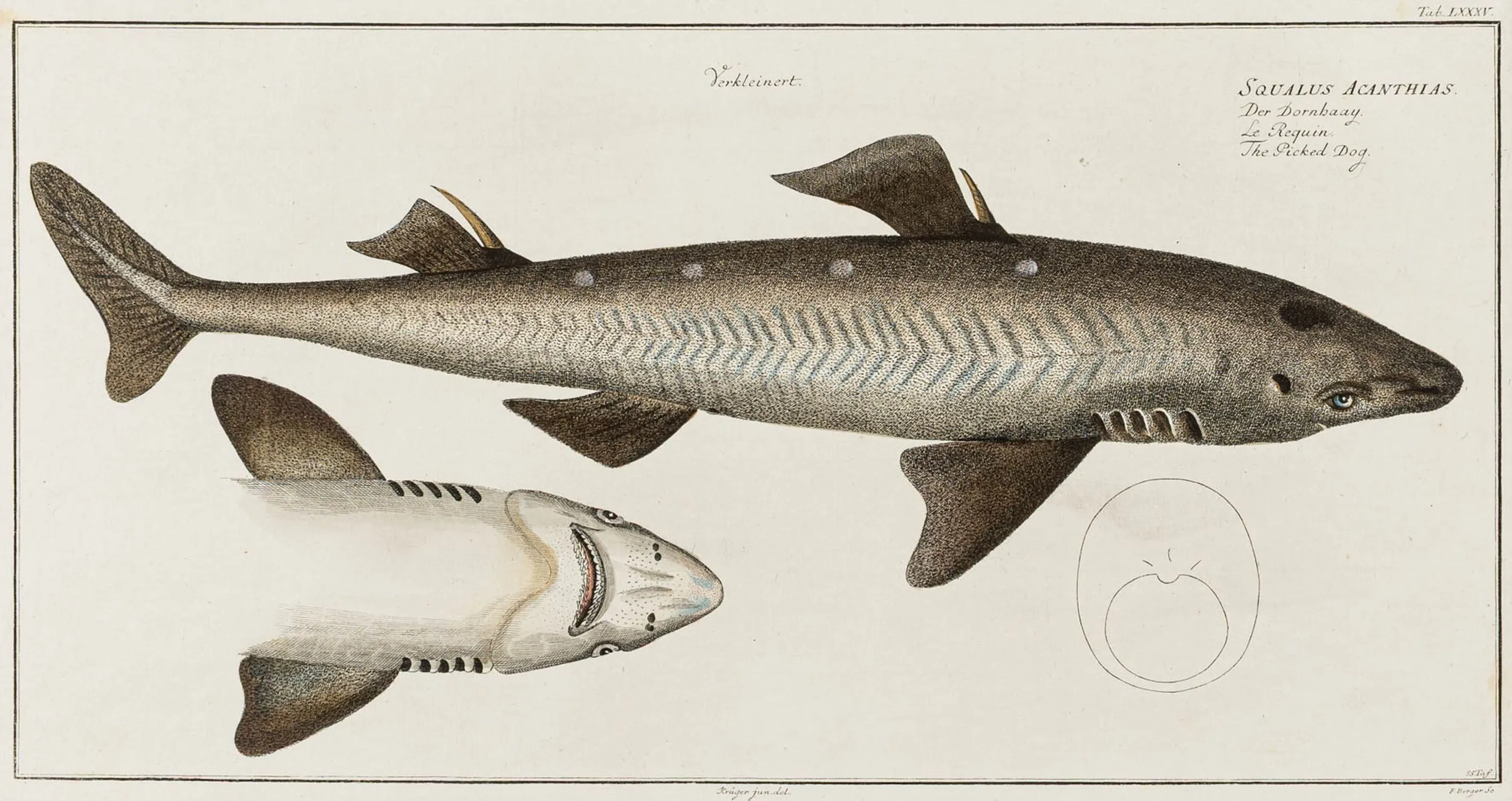 Biologie - Zoologie