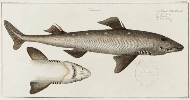 Biologie - Zoologie