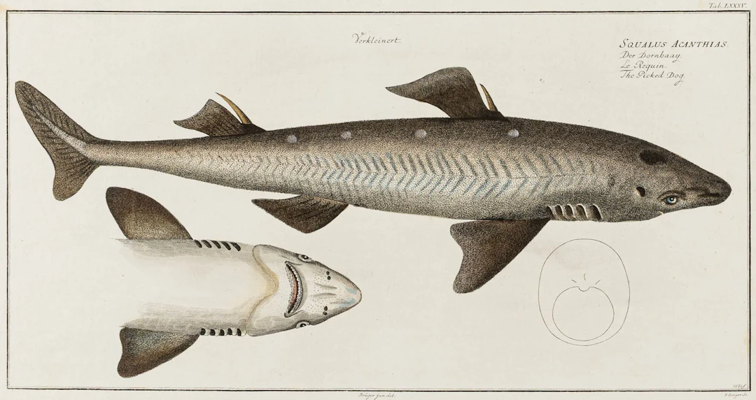 Biologie - Zoologie