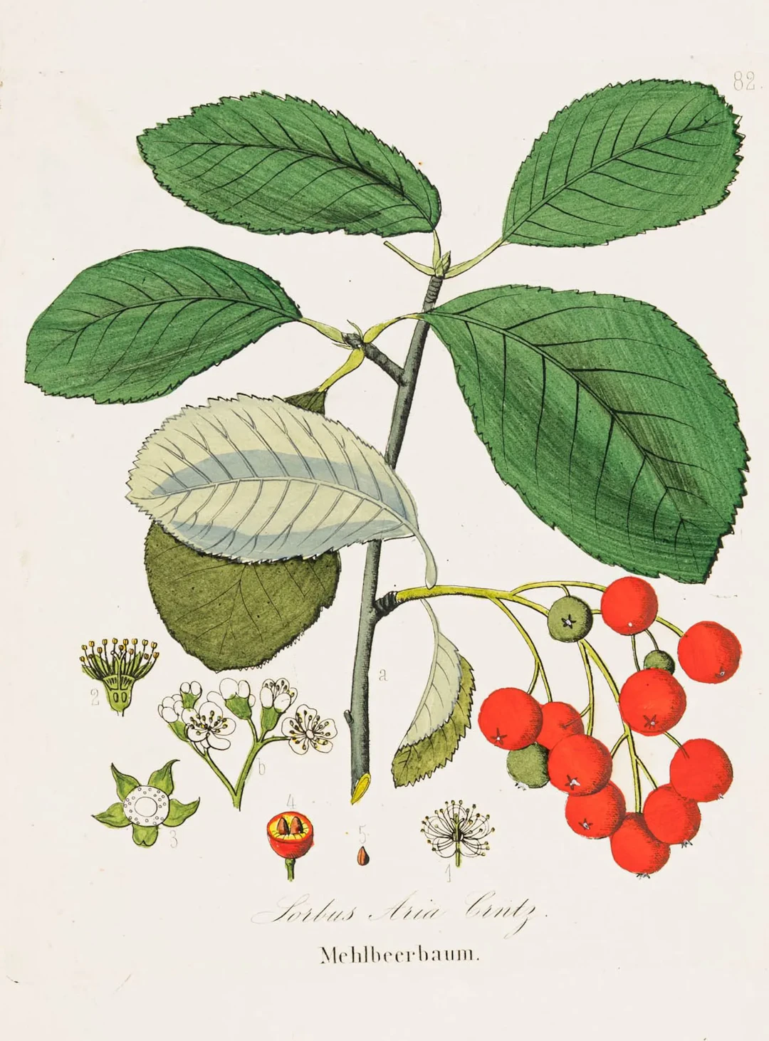 Biologie - Botanik