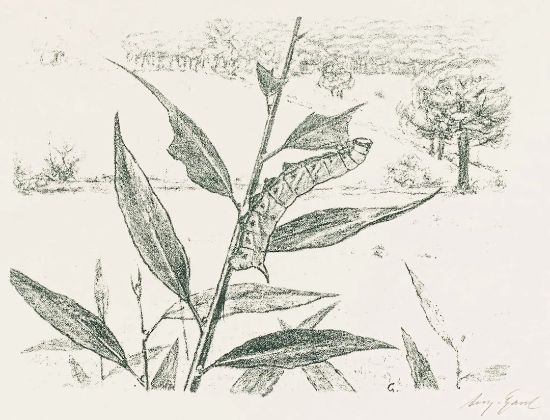 Gaul, August