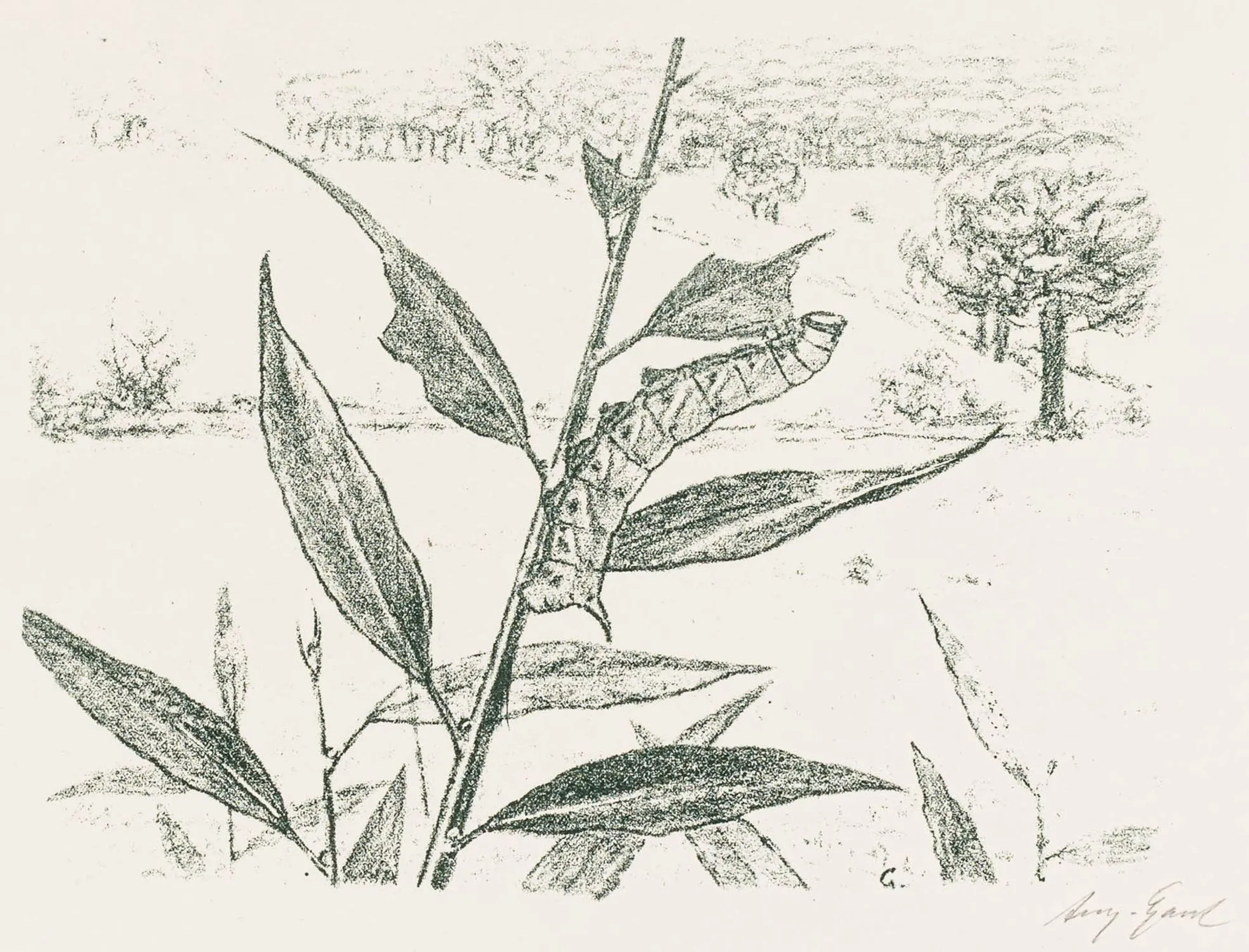 Gaul, August