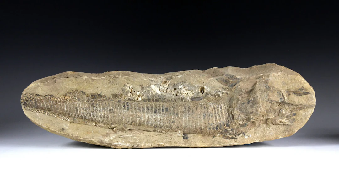 Minerals & Fossils