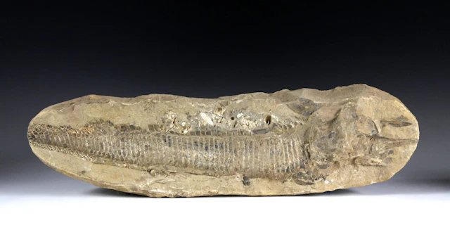 Minerals & Fossils