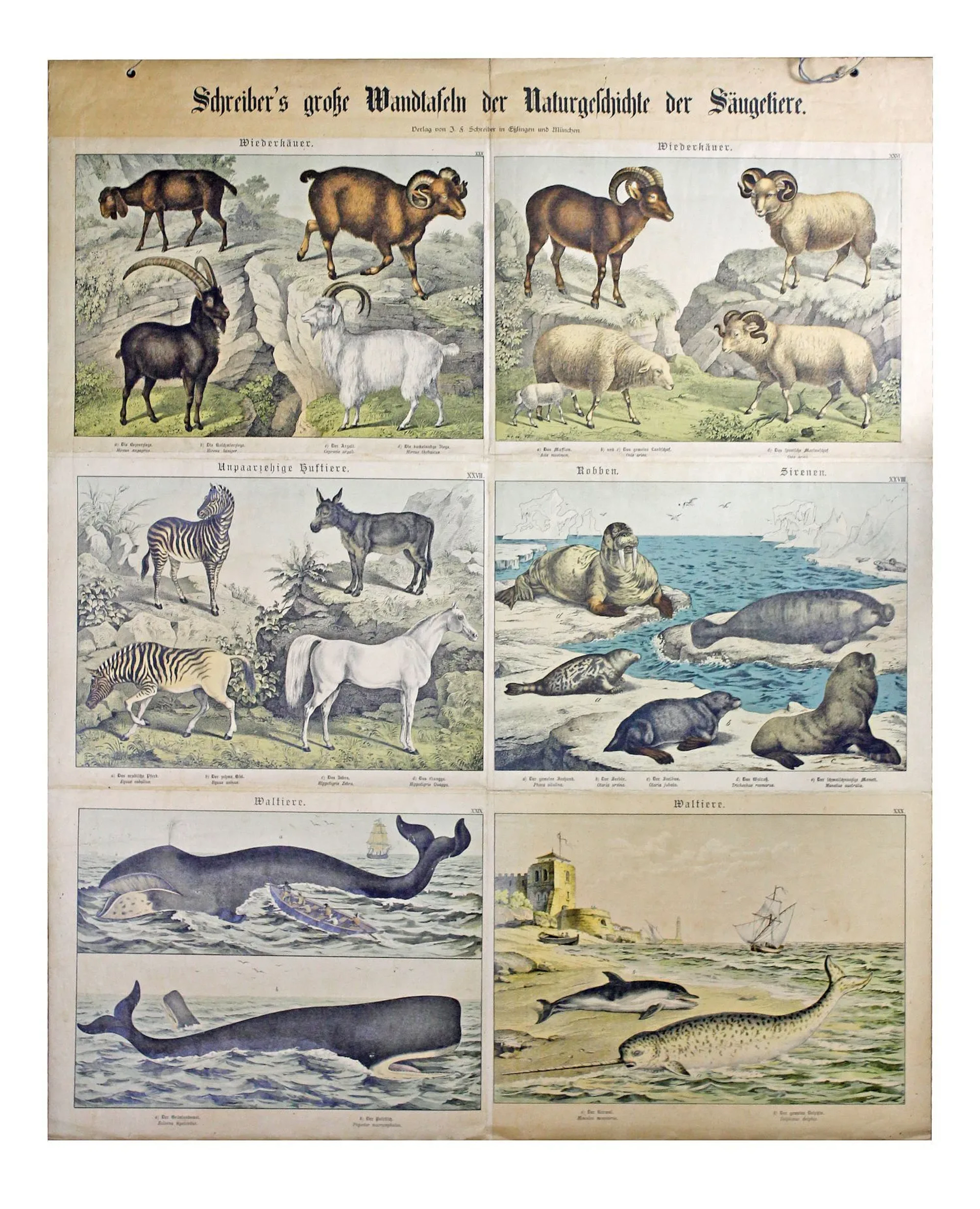 Flora & Fauna