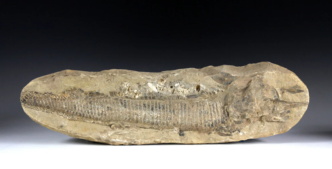 Minerals & Fossils