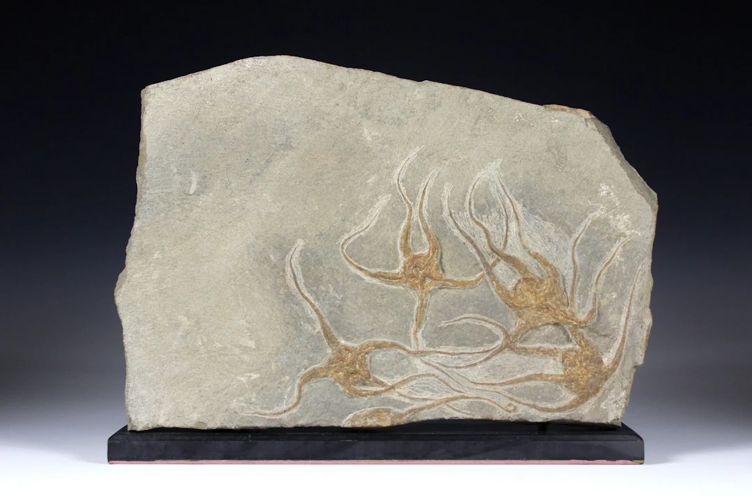 Minerals & Fossils