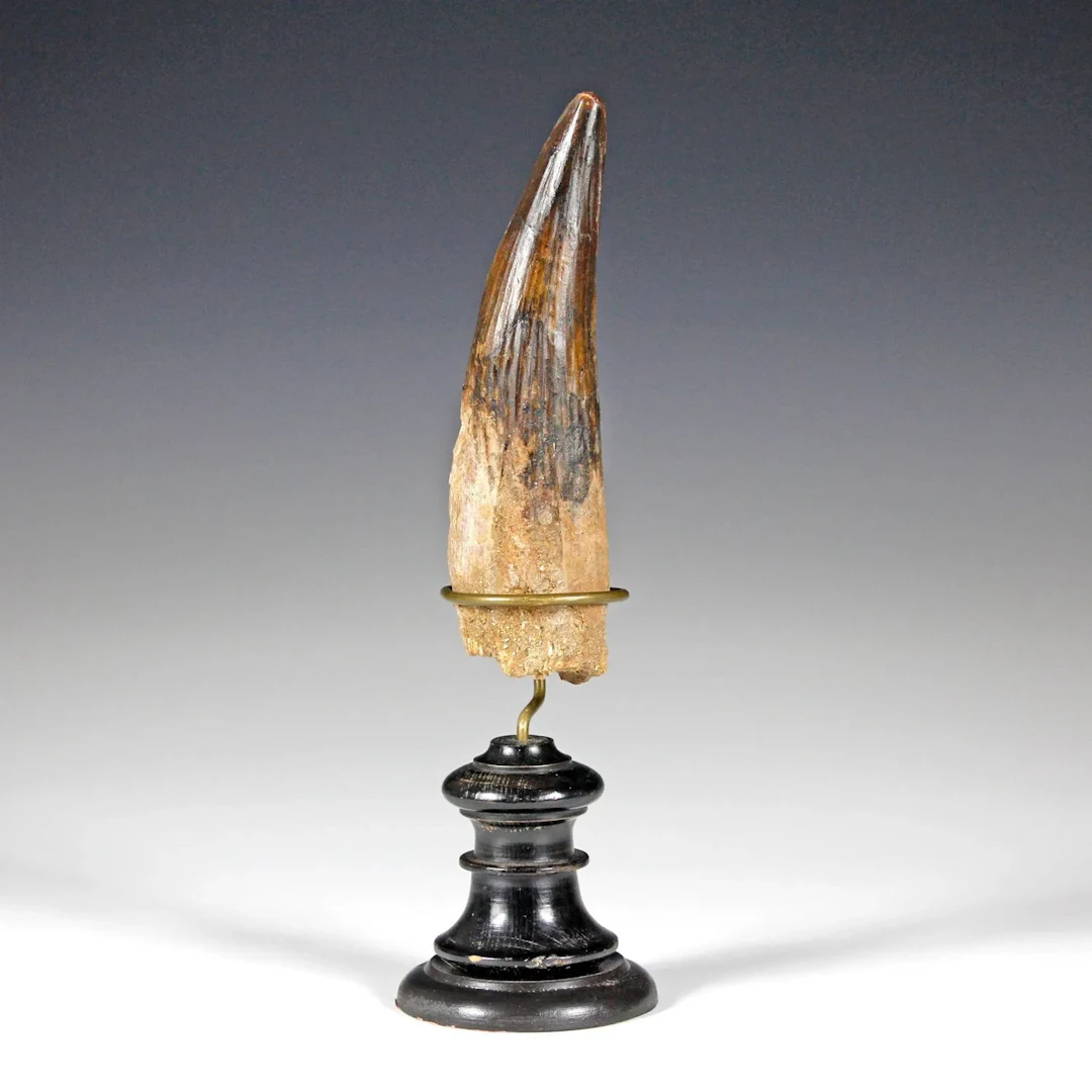 Minerals & Fossils