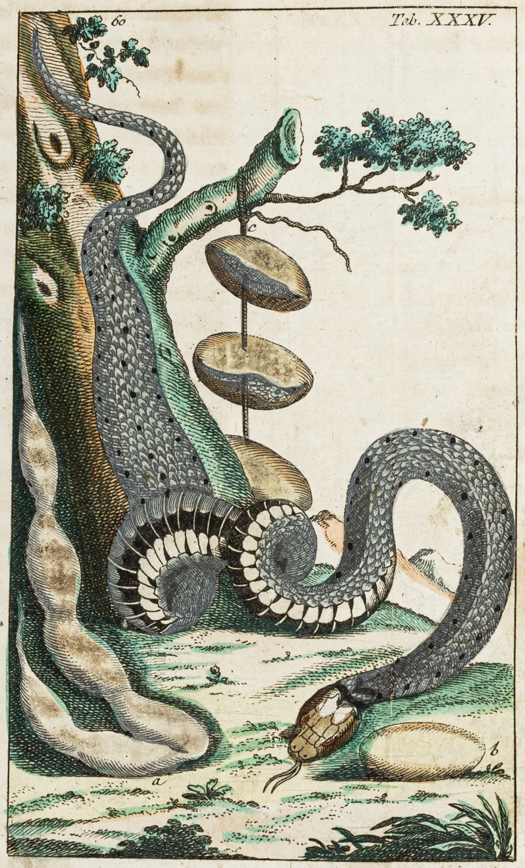 Biologie - Zoologie