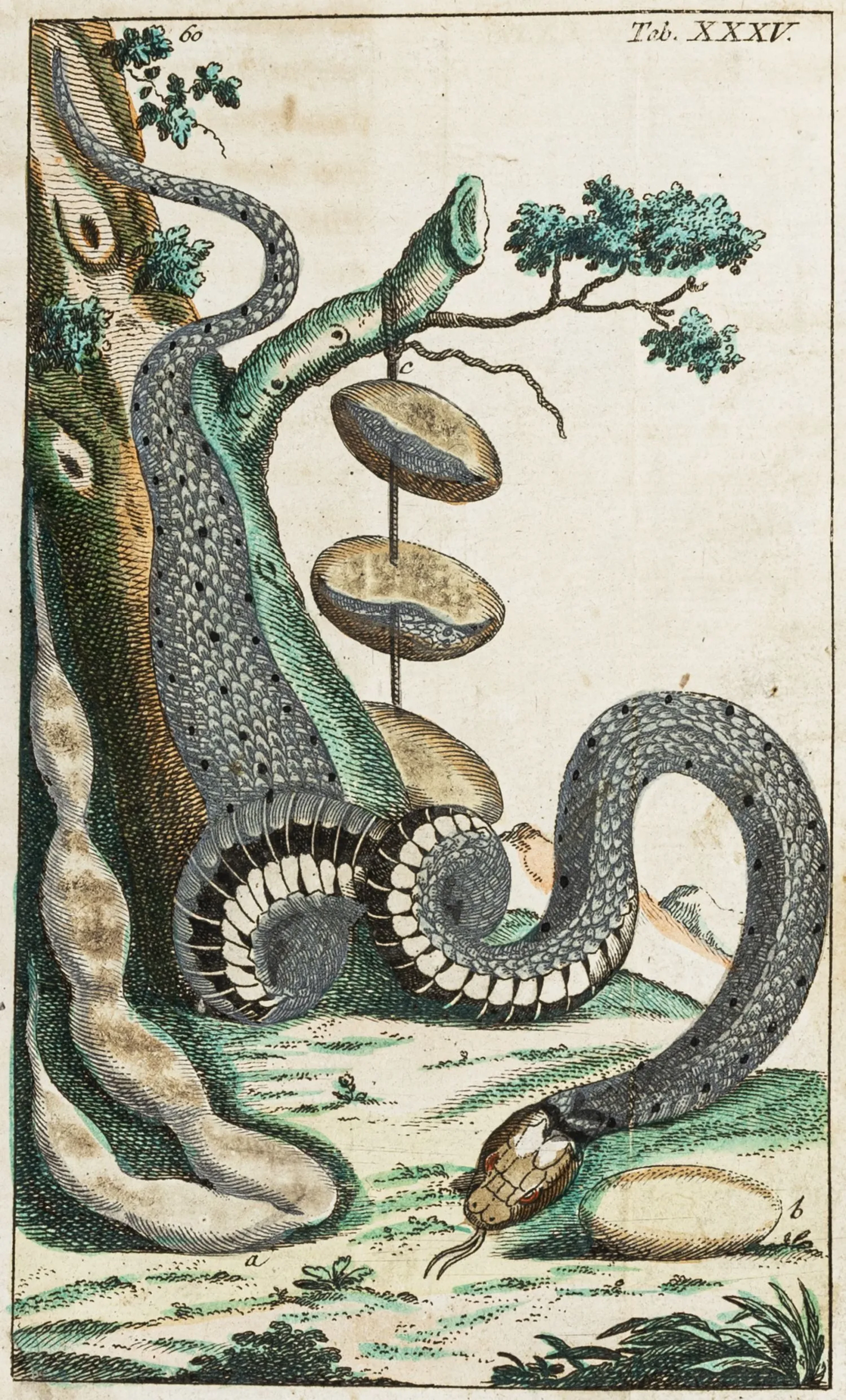 Biologie - Zoologie