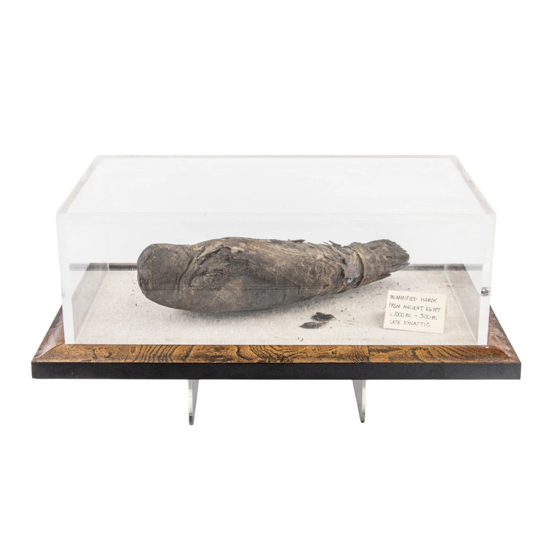 An Egyptian style mummified bird in display case