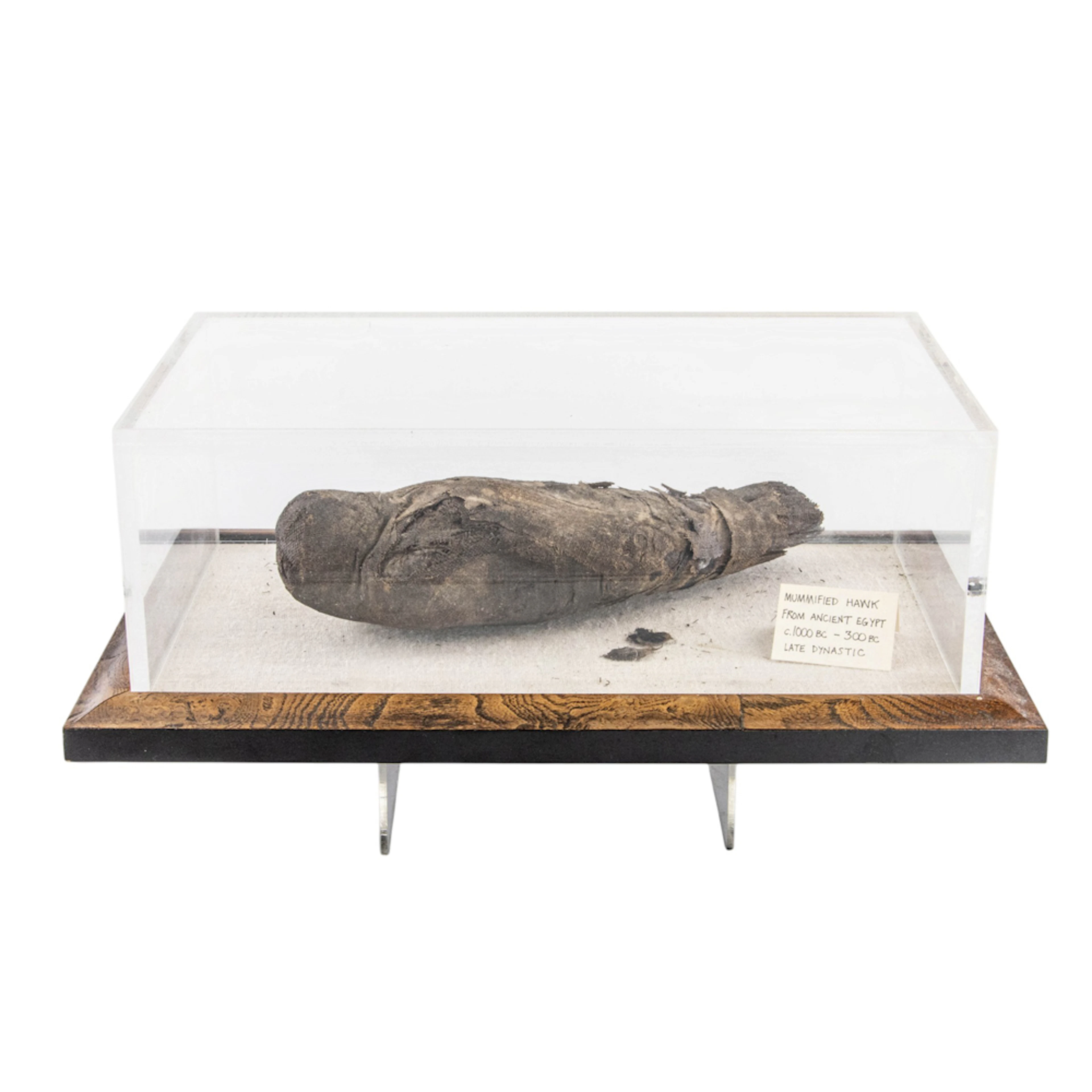 An Egyptian style mummified bird in display case