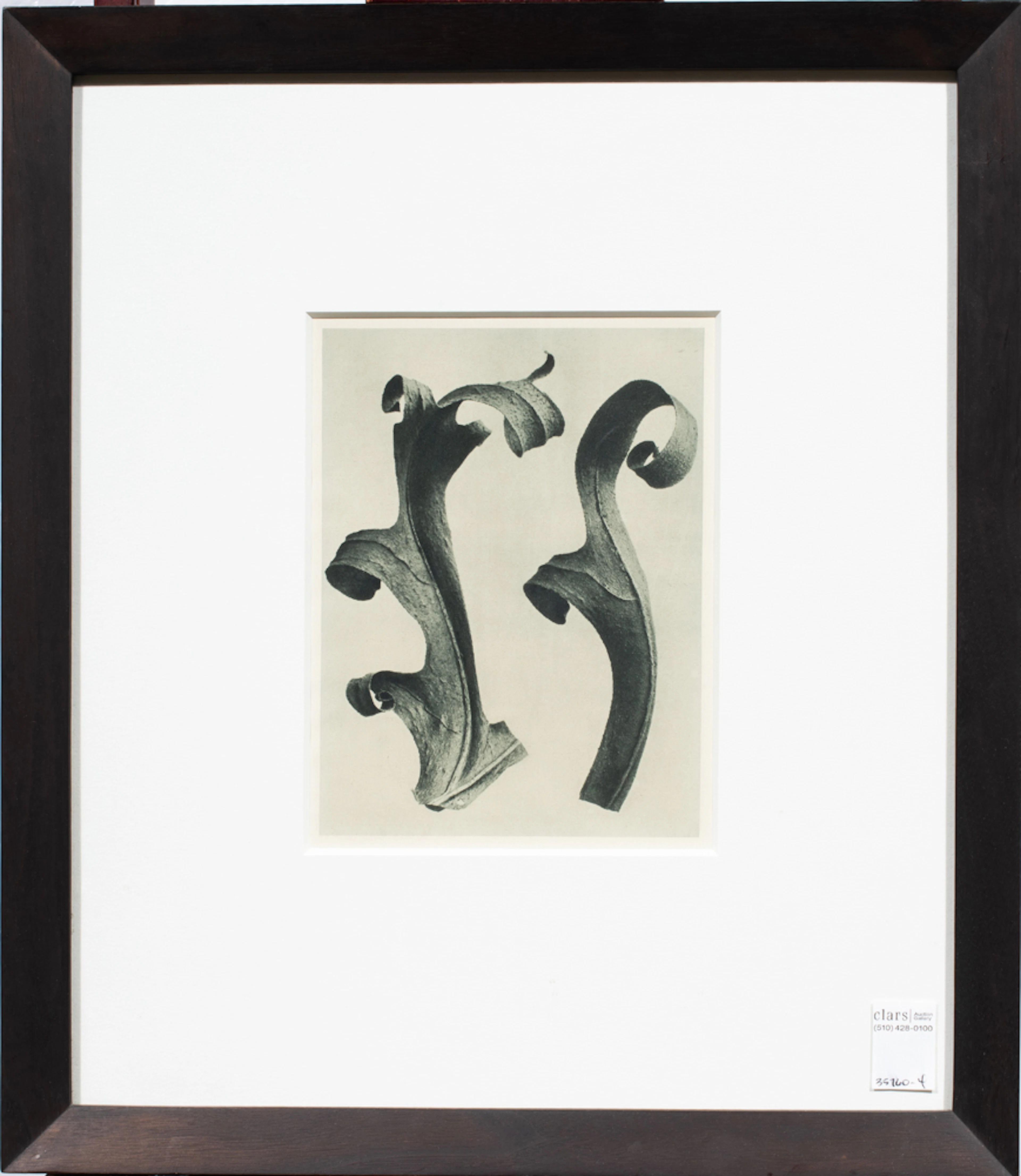 Print, Karl Blossfeldt