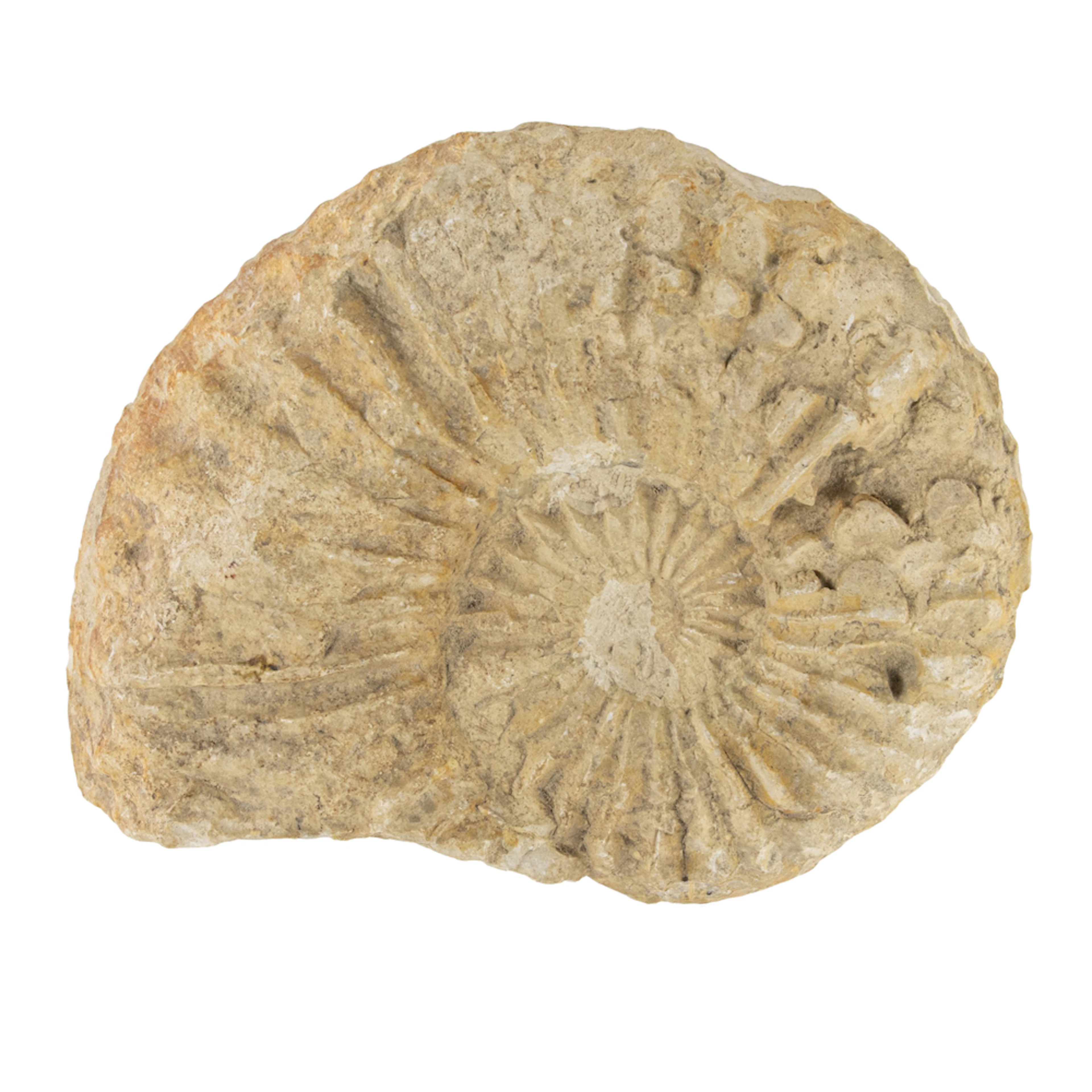 An ammonite fossil