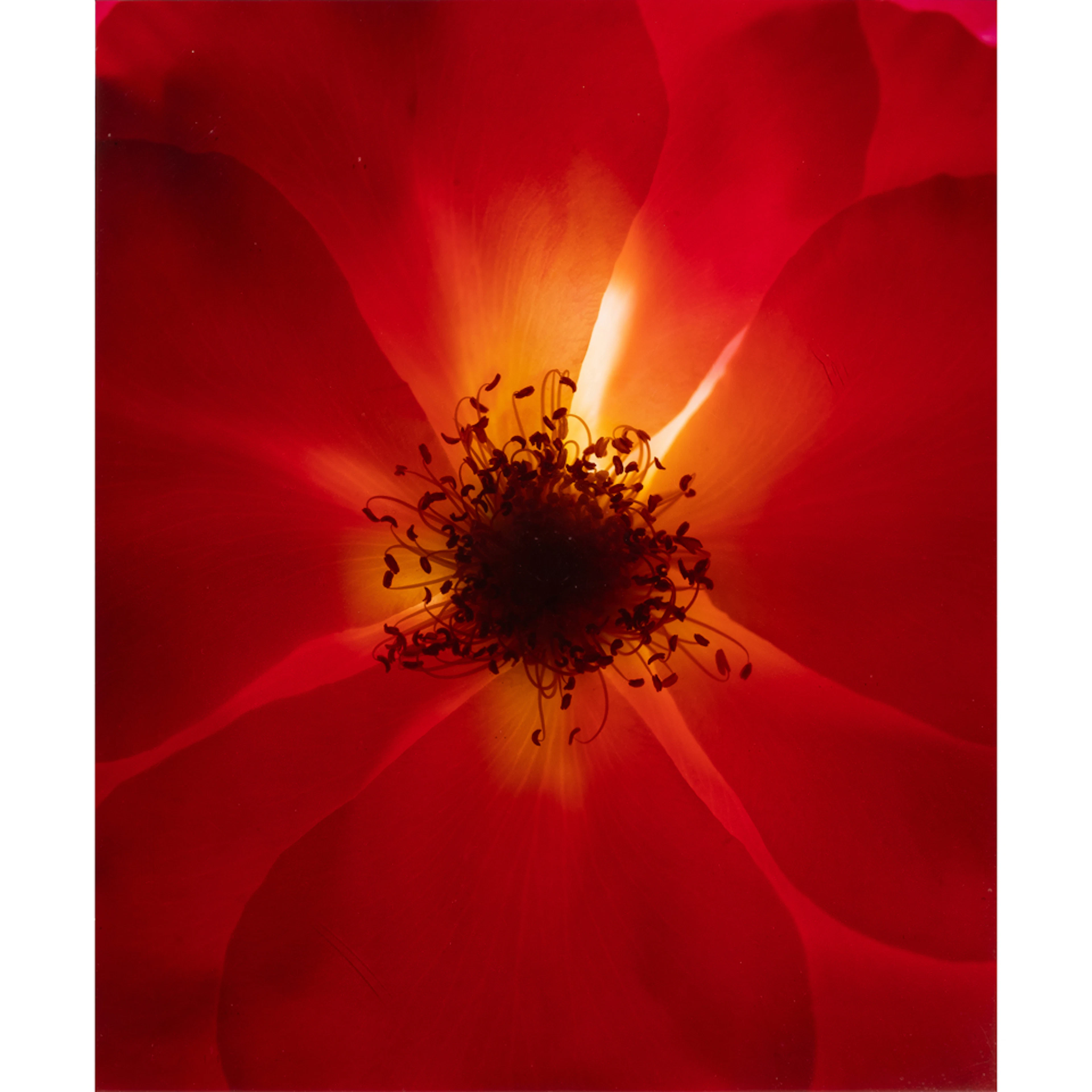 Photograph, Carol Henry