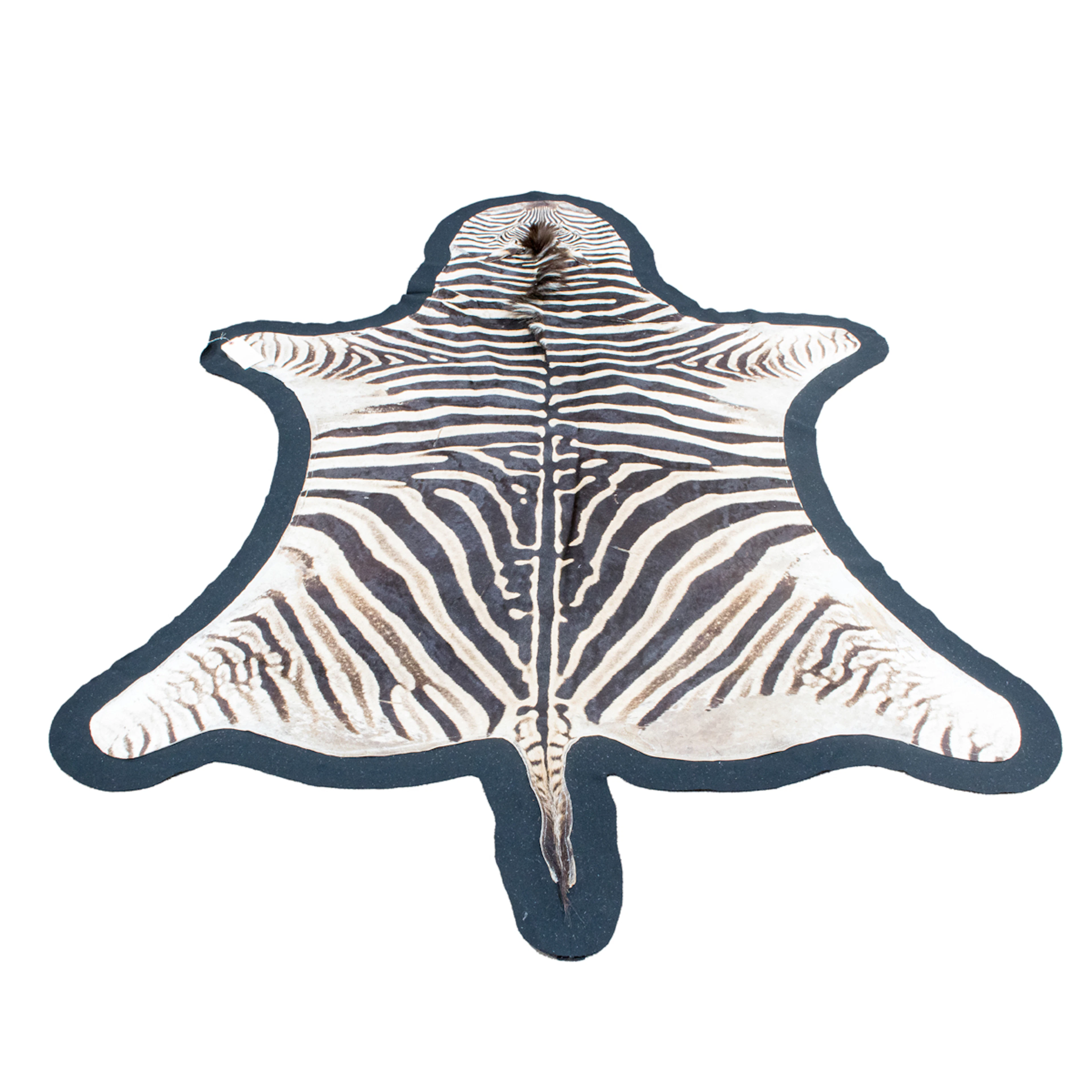 An antique zebra rug, 85" x 40"
