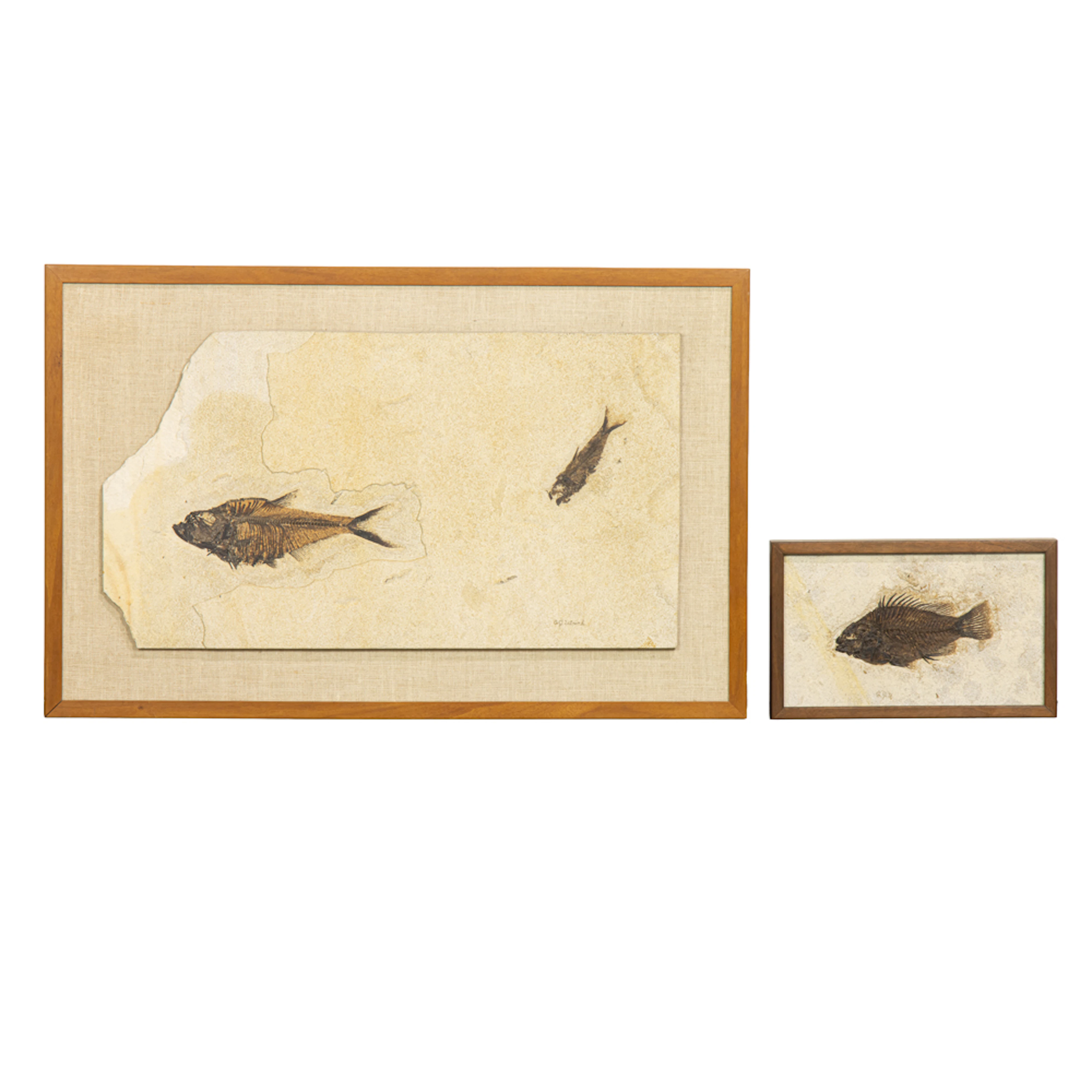 Fossils, Carl Julius Ulrich