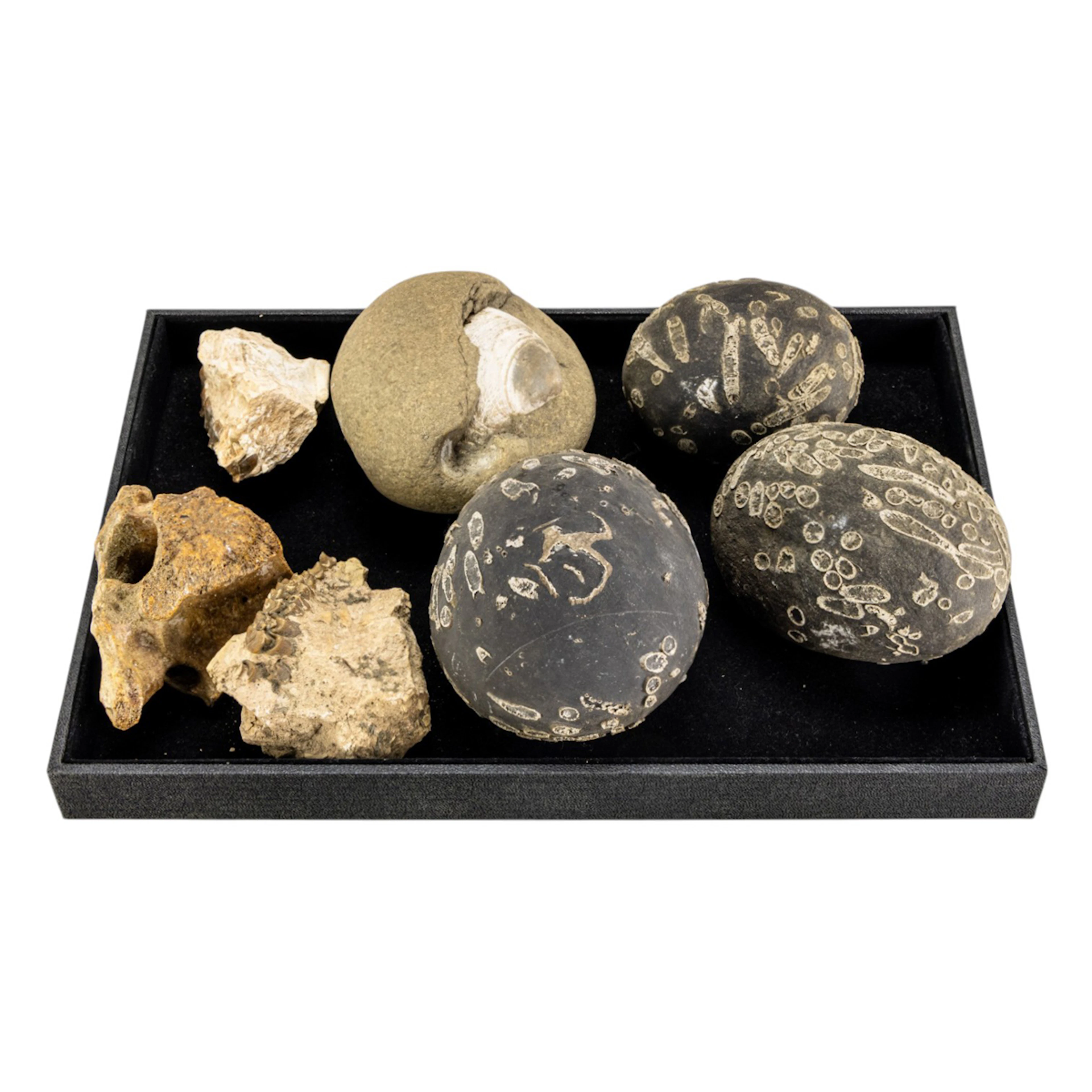 A group of fossils