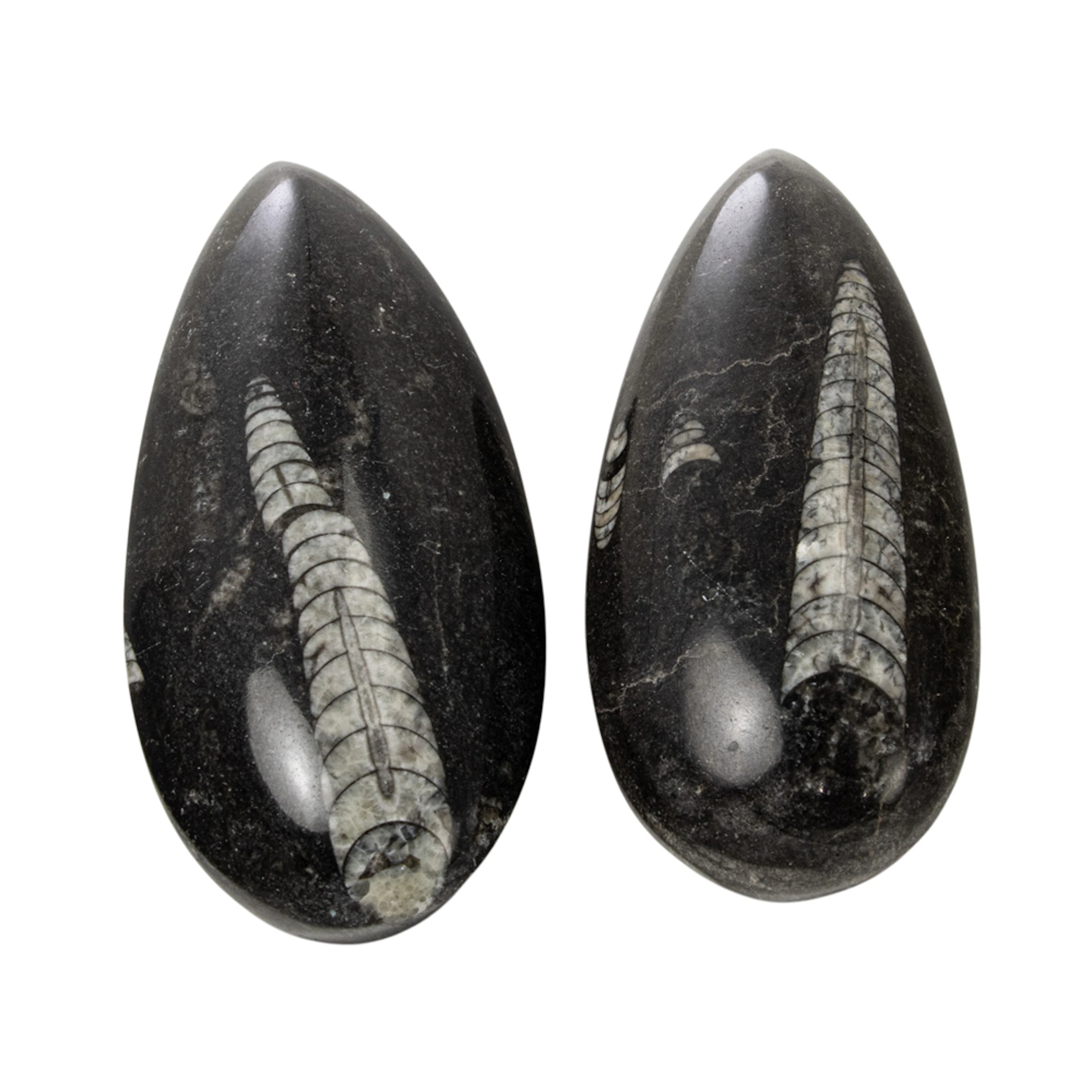 A group of two Orthoceras fossils