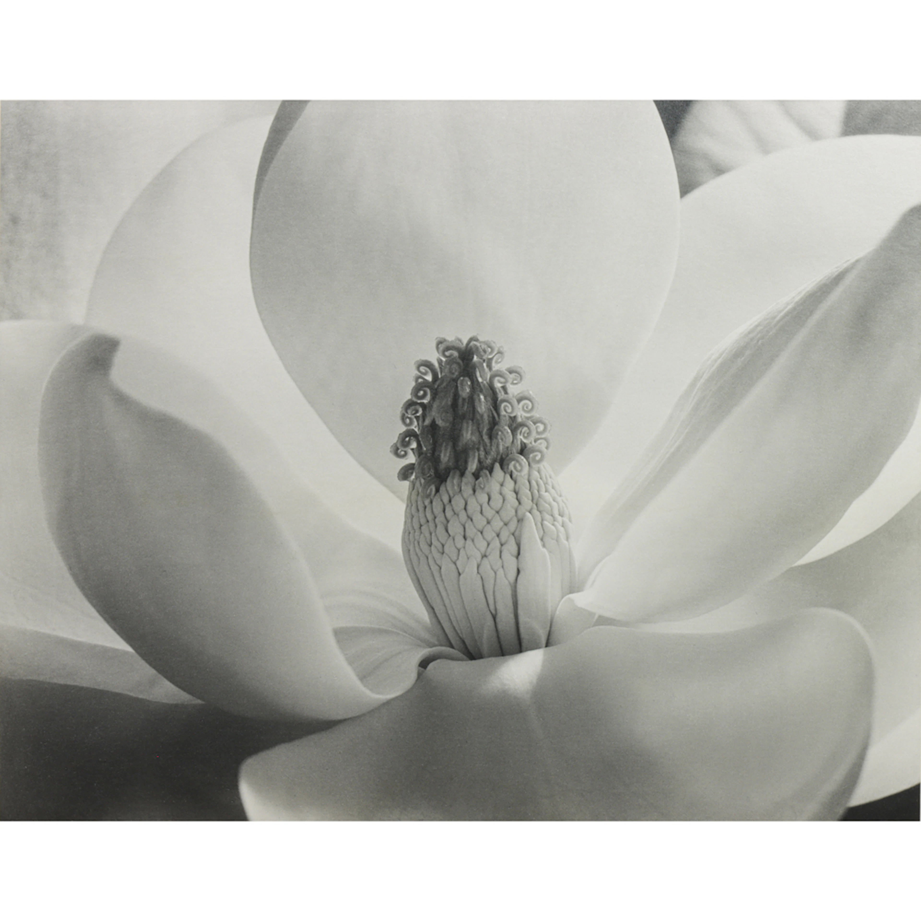 Photograph, Imogen Cunningham
