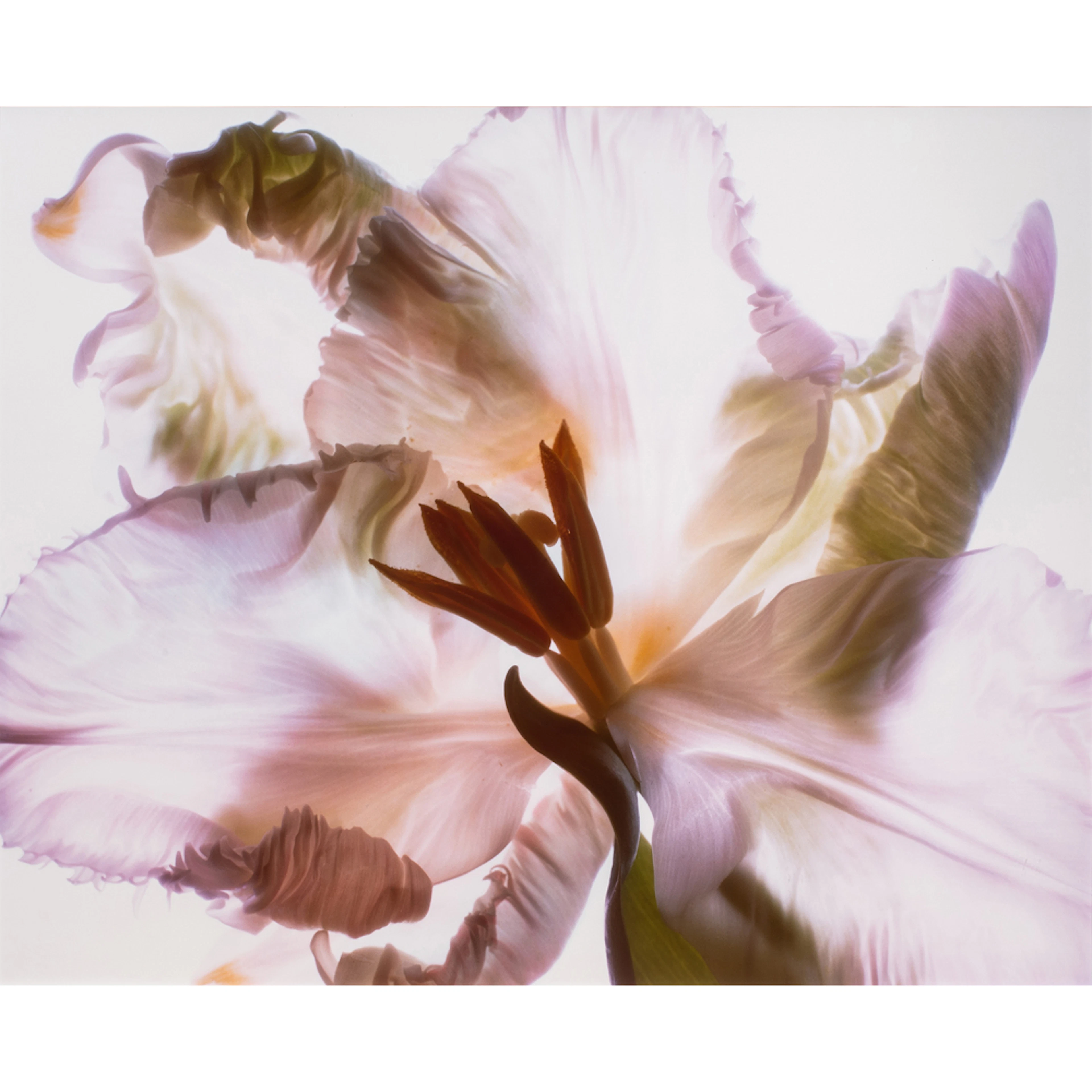 Photograph, Carol Henry