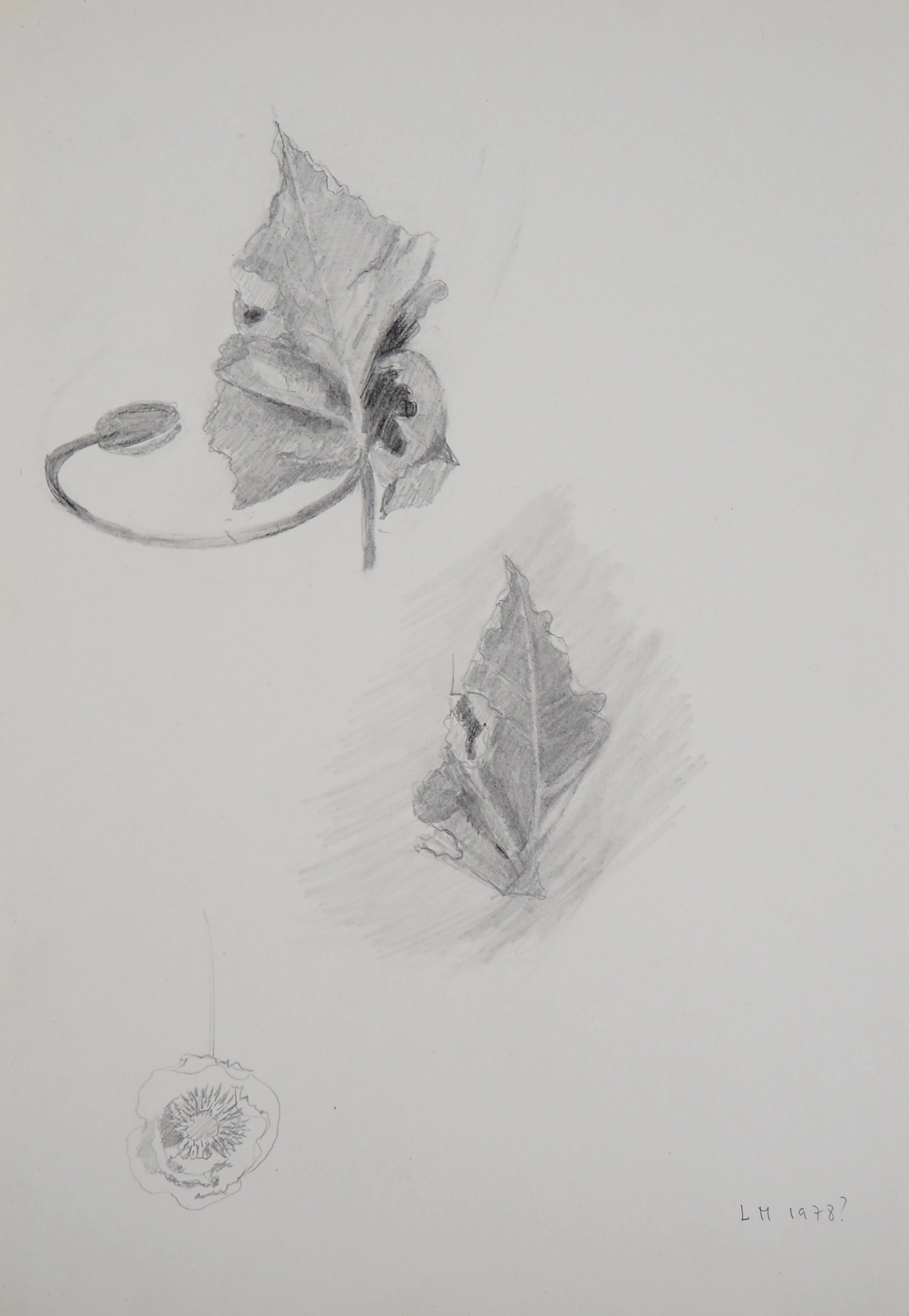 Lily MASSON : Etude de feuilles, c. 1978 - Dessin au crayon original signé