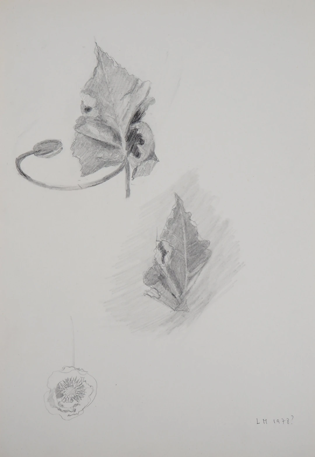 Lily MASSON : Etude de feuilles, c. 1978 - Dessin au crayon original signé