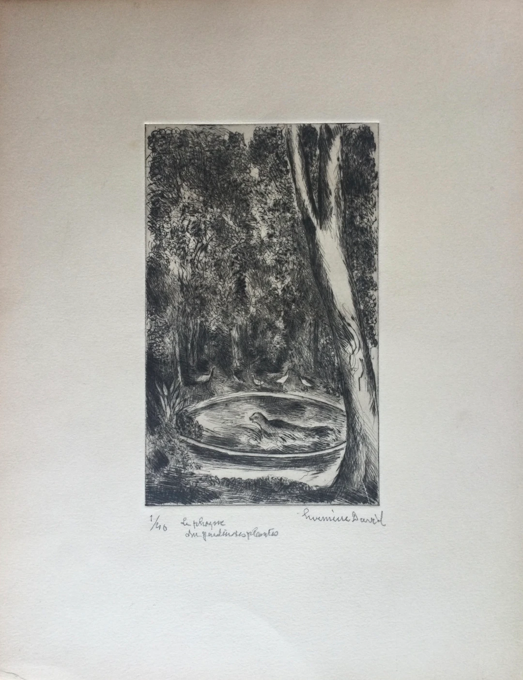Hermine DAVID - Le phoque du Jardin des Plantes - Eau-forte signée