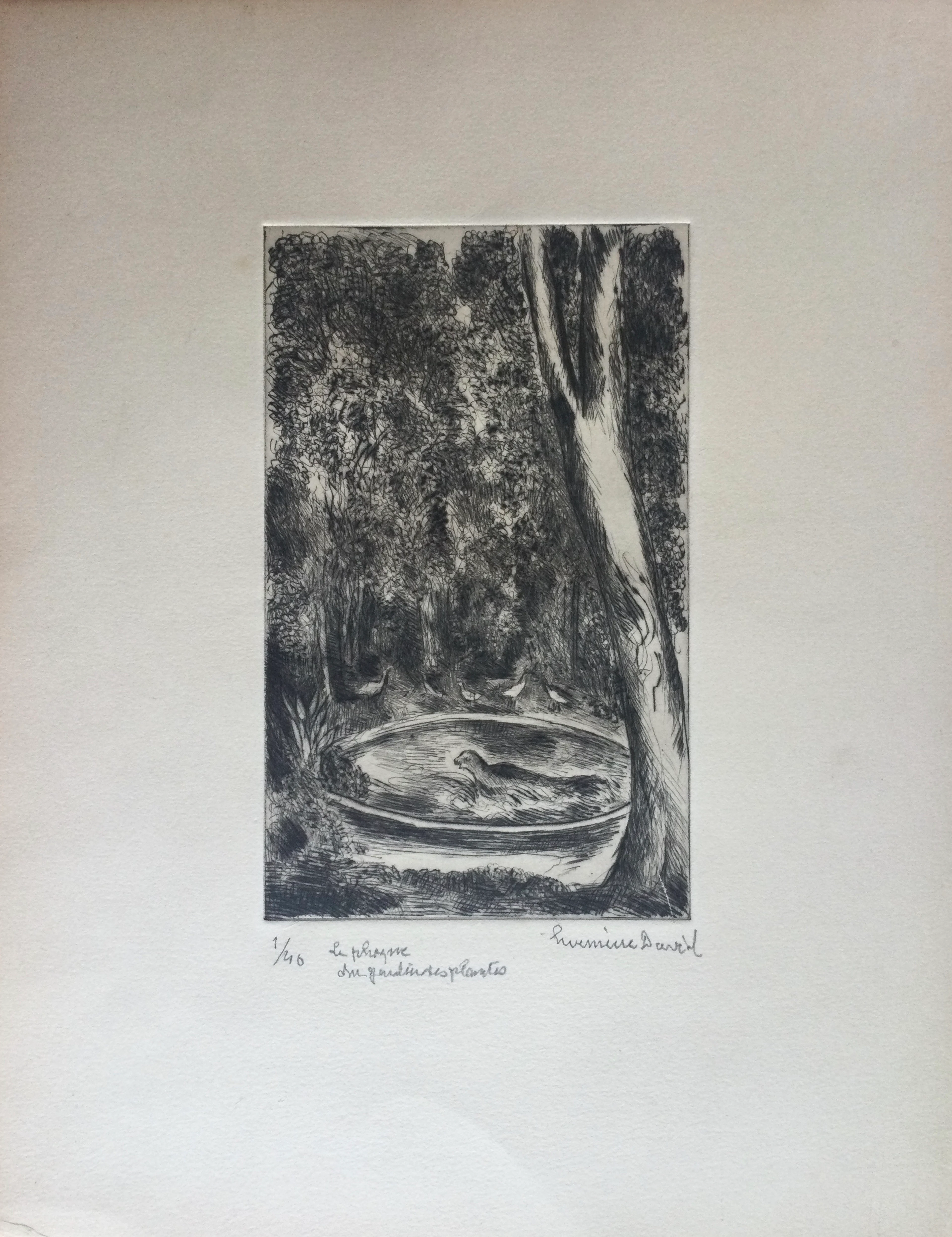 Hermine DAVID - Le phoque du Jardin des Plantes - Eau-forte signée