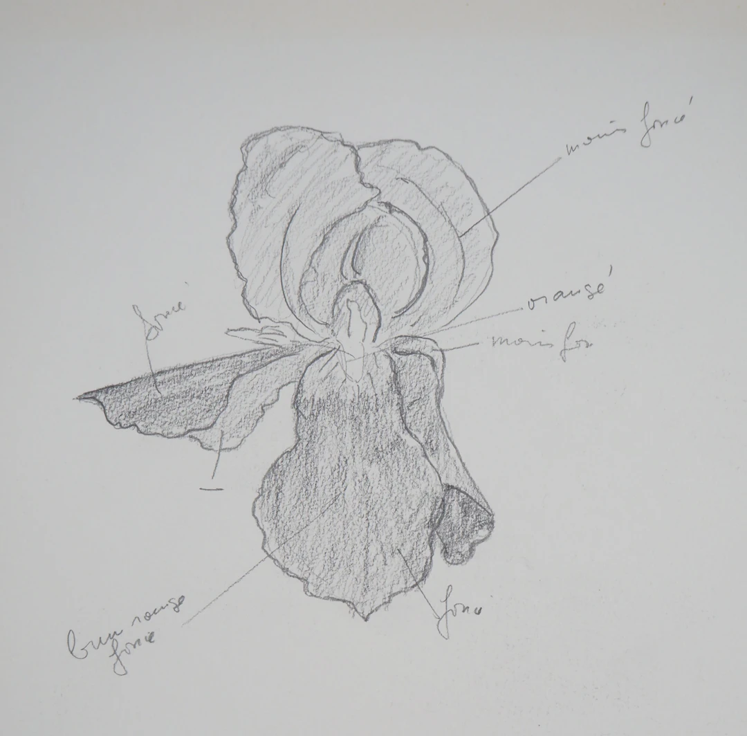 Lily MASSON : Anatomie de fleur - Dessin au crayon original